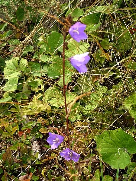 Tussock Bellflower (Campanula Carpatica) — the Tussock Bellflower is a reliable bloomer throughout the summer months; it also enjoys a moderate growth rate