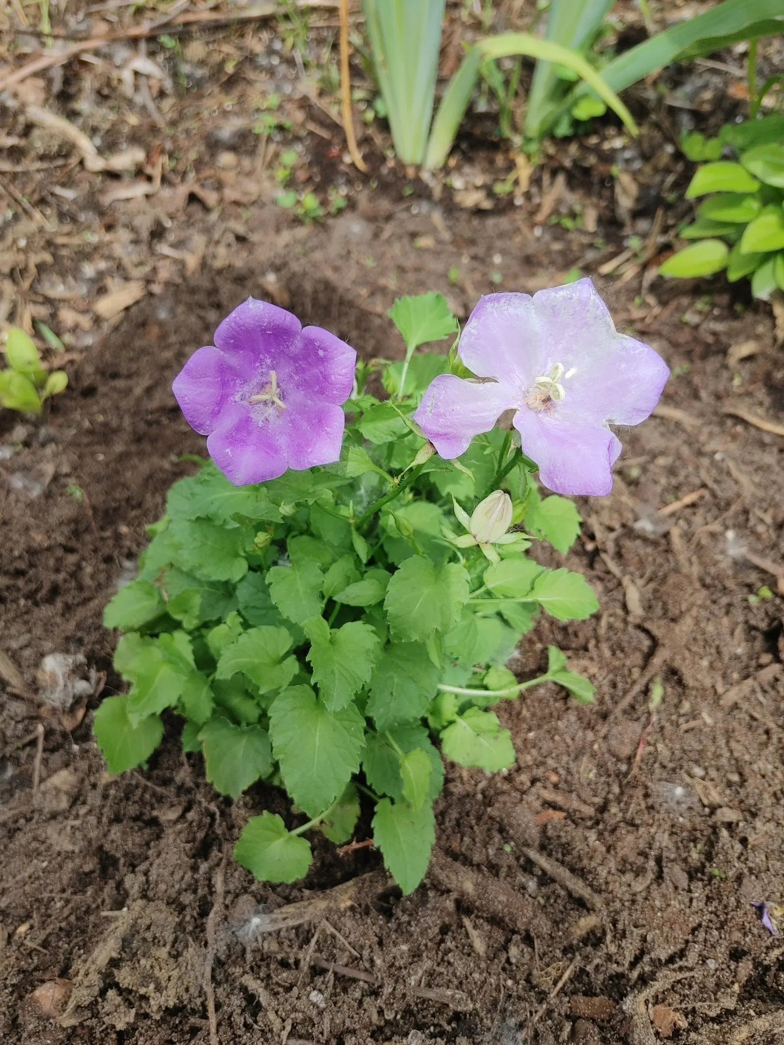 Tussock Bellflower (Campanula Carpatica) — this plant boasts a low-growing; scientifically known as Campanula carpatica