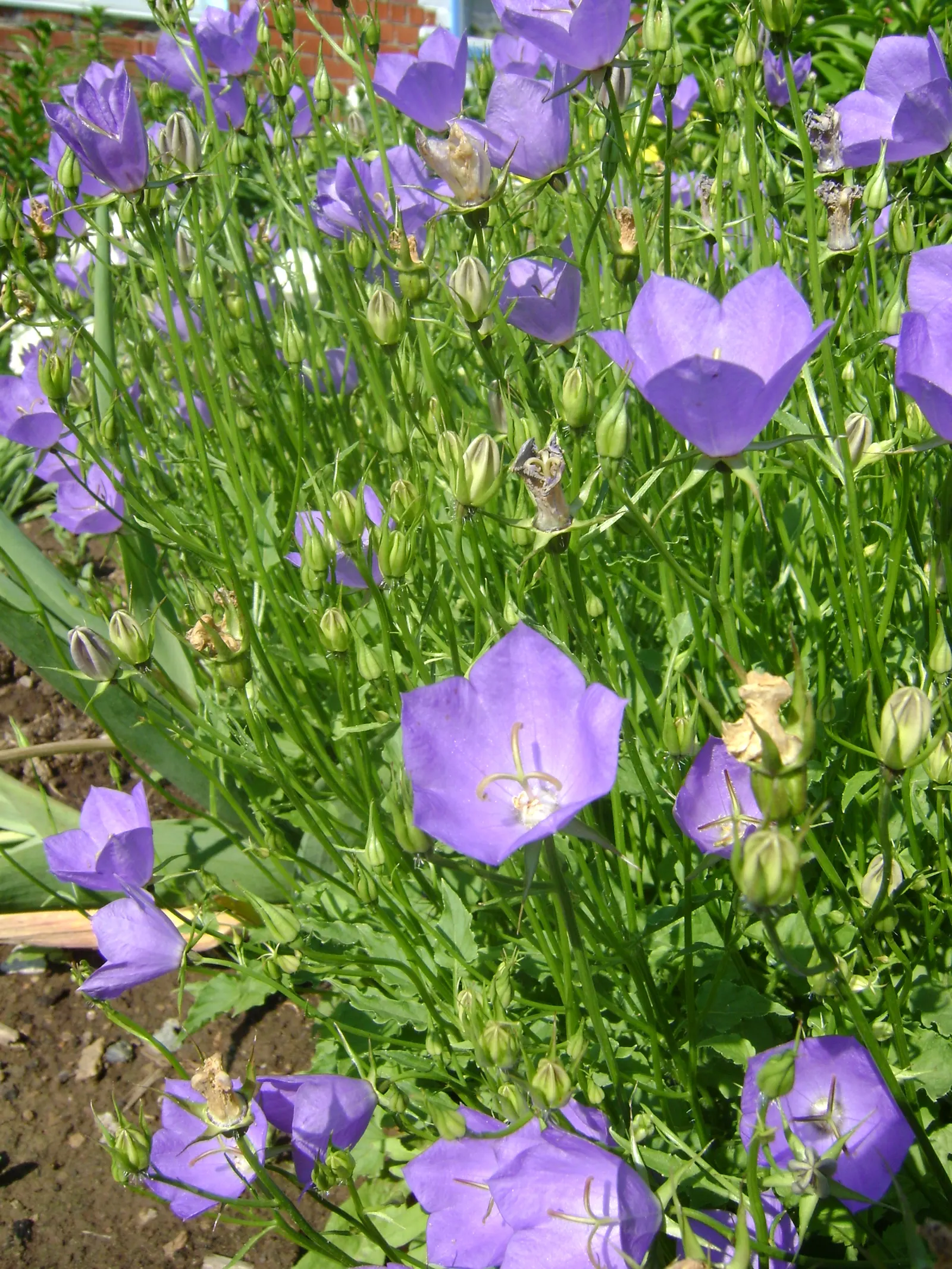 Tussock Bellflower (Campanula Carpatica) — making it an excellent choice for xeriscape designs or in areas where water conservation is a priority