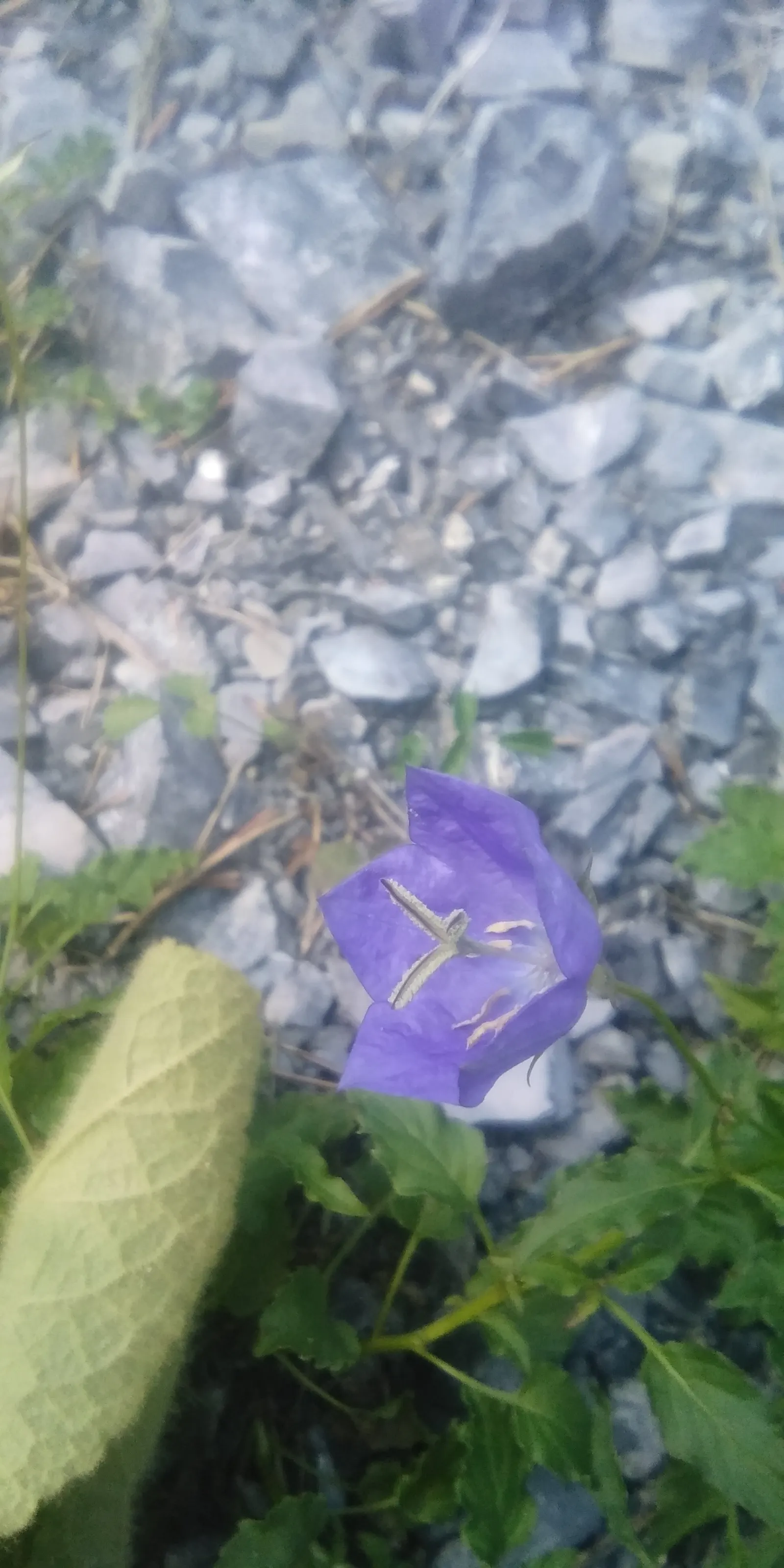 Tussock Bellflower (Campanula Carpatica) — fertile soil with a neutral to slightly alkaline pH