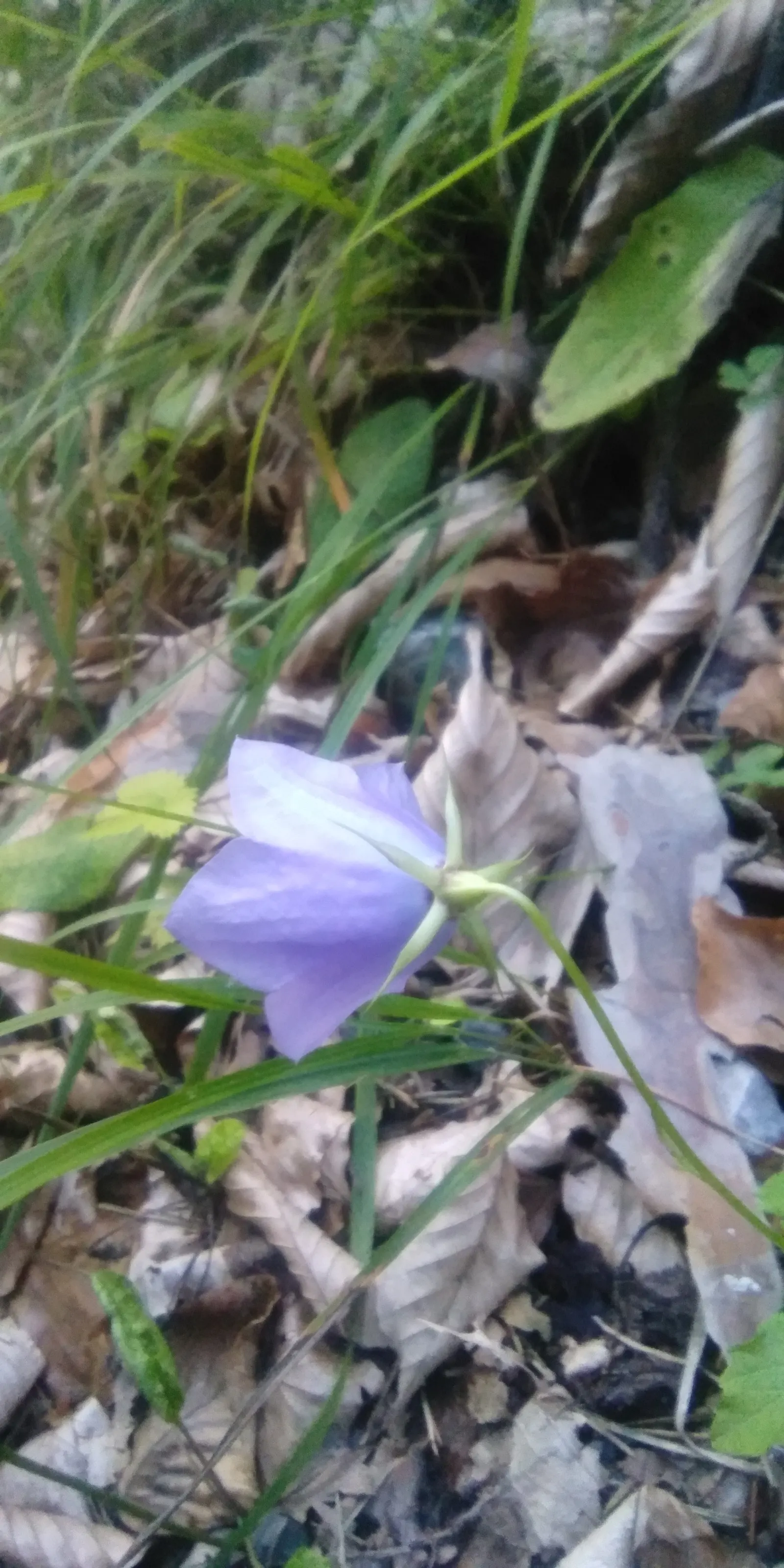 Tussock Bellflower (Campanula Carpatica) — providing a generous splash of vibrant color set against its mid-green