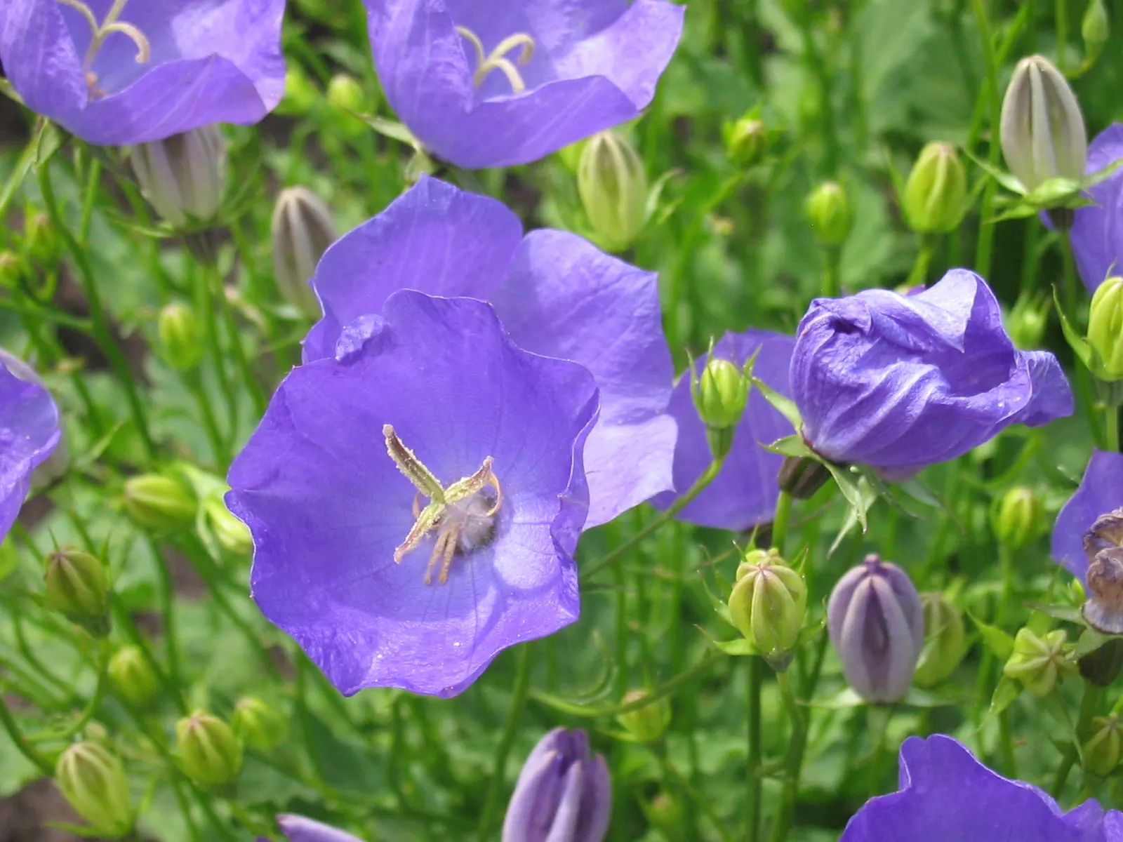 Tussock Bellflower (Campanula Carpatica) — The Tussock Bellflower is drought-tolerant once established