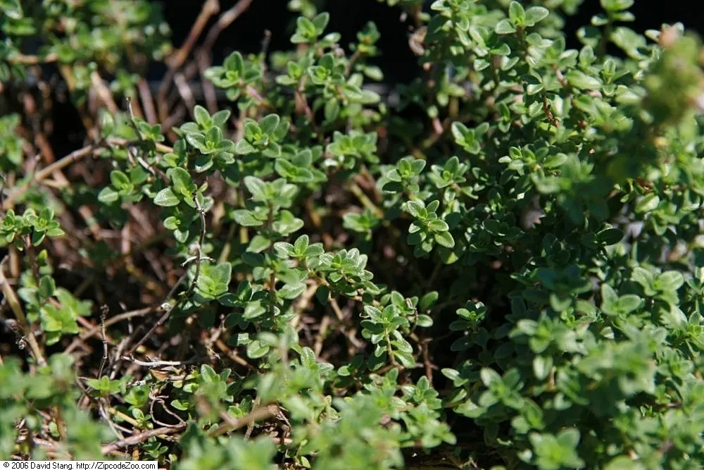 Lemon Creeping Thyme (Thymus X Citirodorus 'Lemon Creeping') — Lemon Creeping Thyme, Thymus x citriodorus 'Lemon Creeping', is a fragrant, low-growing
