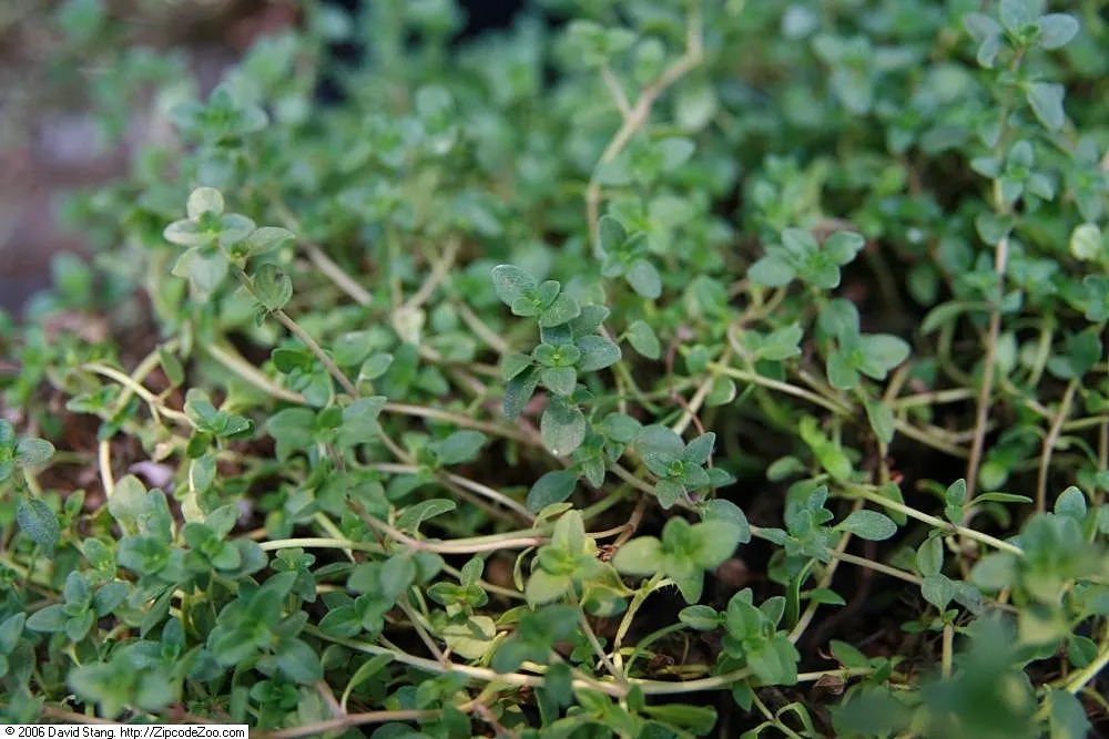 Lemon Creeping Thyme (Thymus X Citirodorus 'Lemon Creeping') — It reaches up to 3 inches in height and spreads 12-18 inches wide