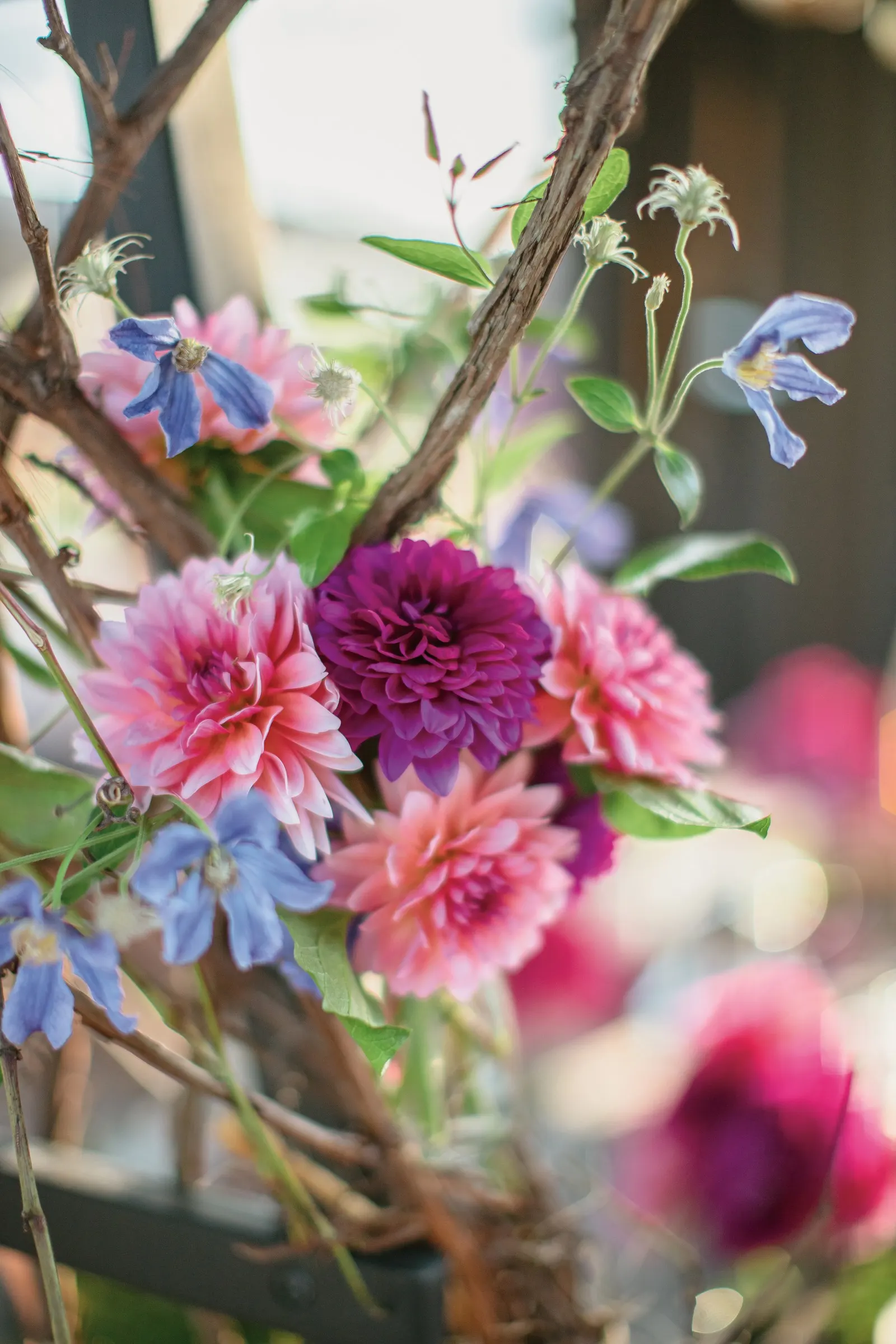 Classy Carmine™ Dahlia (Dahlia variabilis) — double carmine-red blooms held over dense dark green foliage