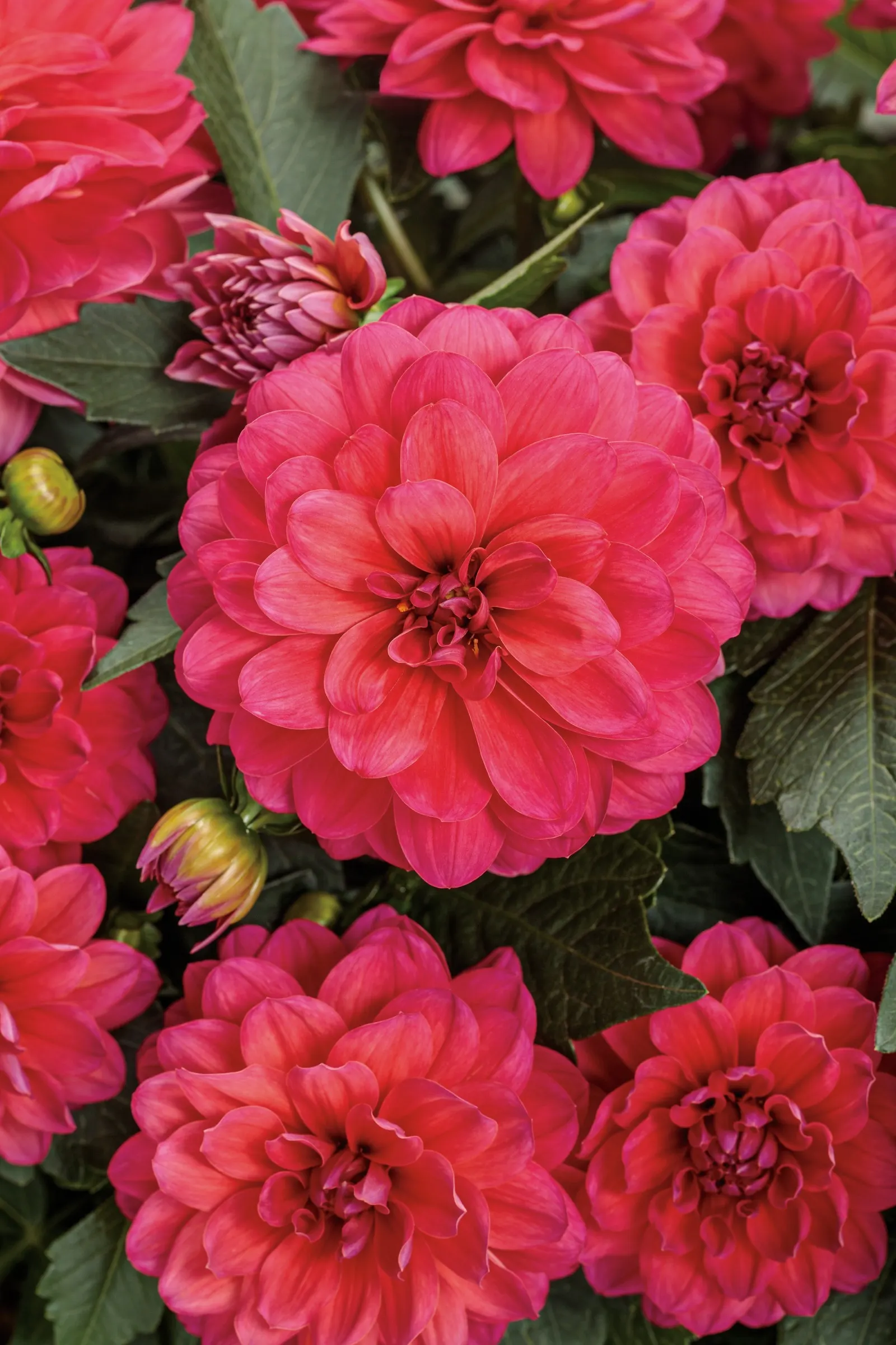 Rad Raz® Dahlia (Dahlia variabilis) — double blooms open in a deep pink to raspberry-red shade