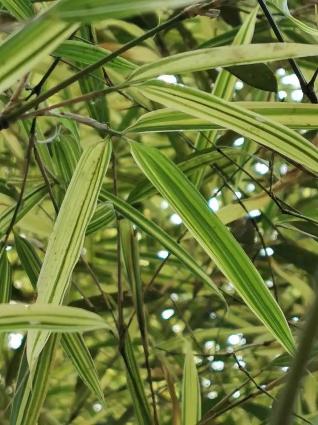 Dwarf Whitestripe (Pleioblastus Fortunei) — Its slender, green canes boast leaves dappled with creamy white streaks, providing a striking contrast