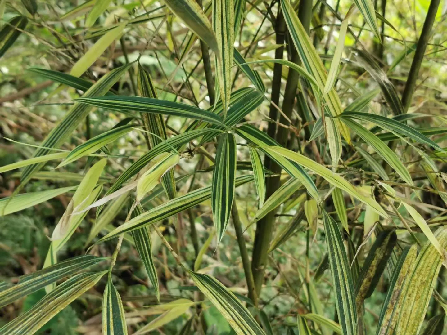 Dwarf Whitestripe (Pleioblastus Fortunei) — commonly known as Dwarf Whitestripe