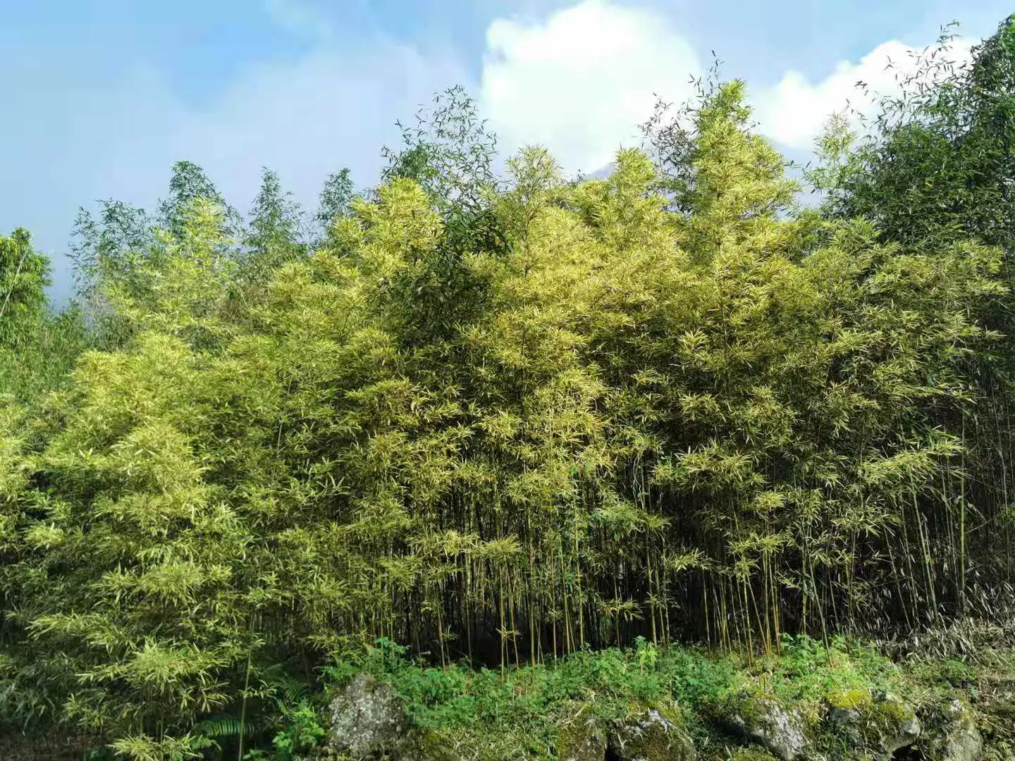 Dwarf Whitestripe (Pleioblastus Fortunei) — is a variegated bamboo reaching a mature height of 2-3 feet