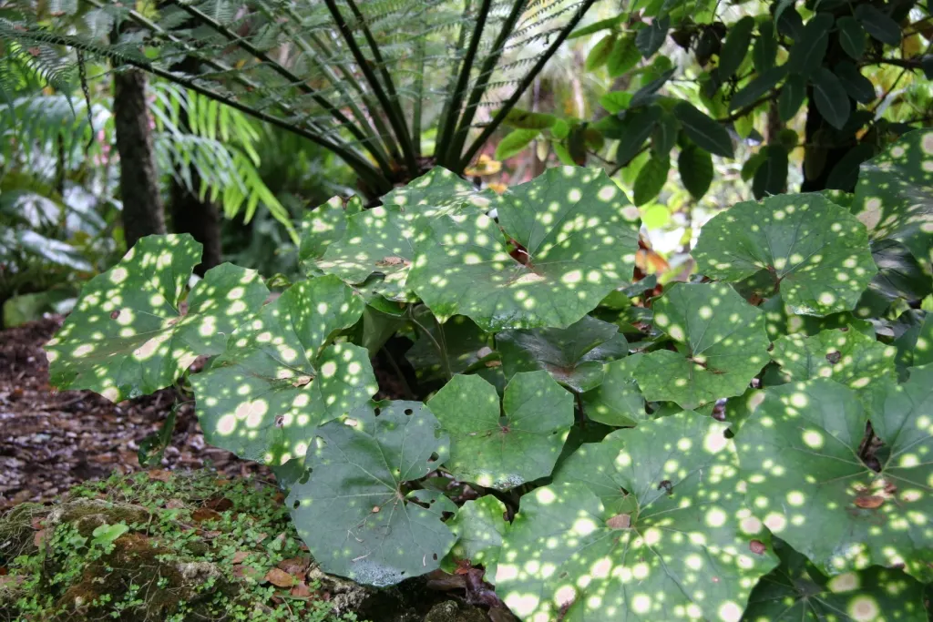 Leopard Plant (Farfugium Japonicum 'Aureo-Maculata') — commonly known as Leopard Plant