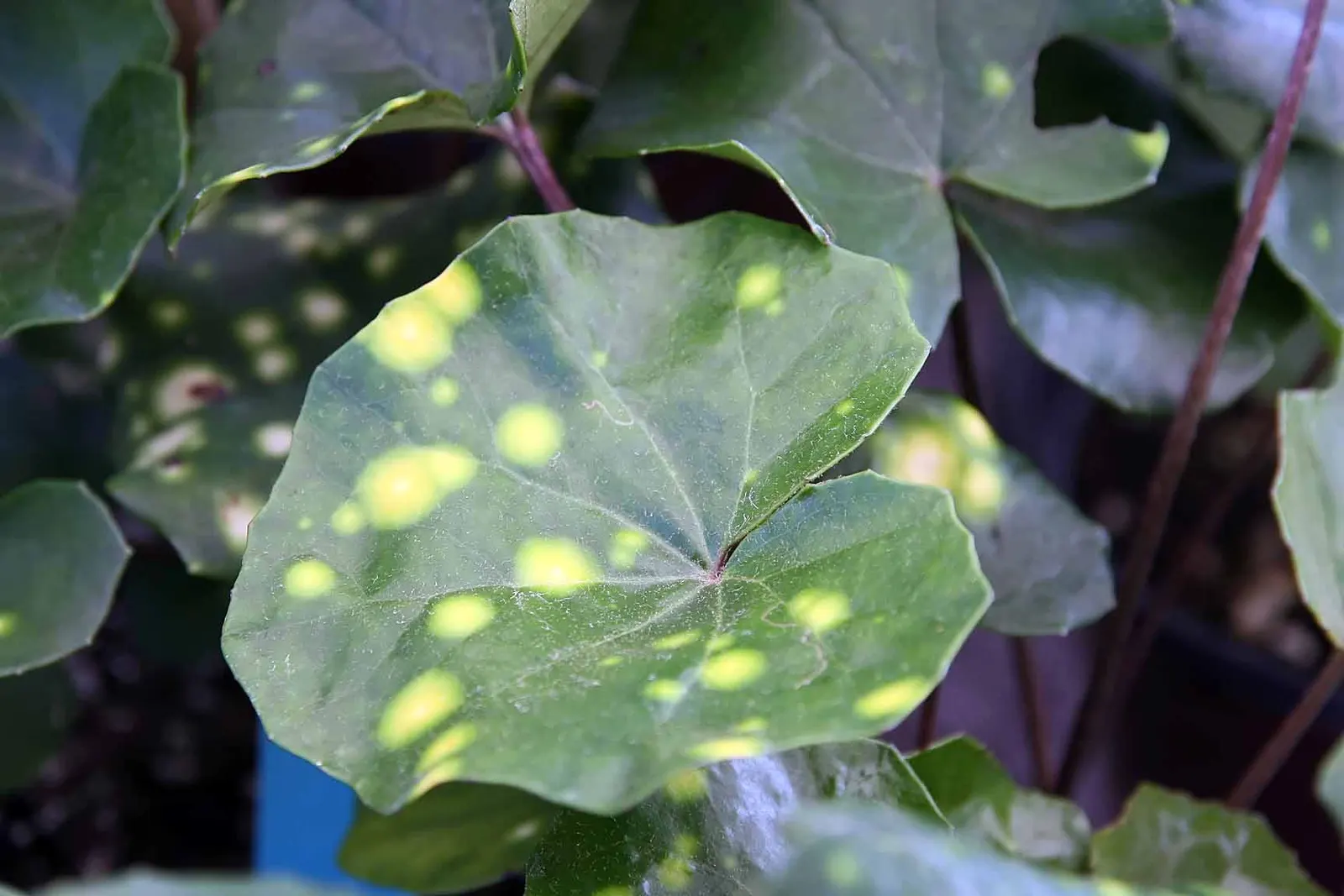 Leopard Plant (Farfugium Japonicum 'Aureo-Maculata') — leathery leaves marked by yellow spots