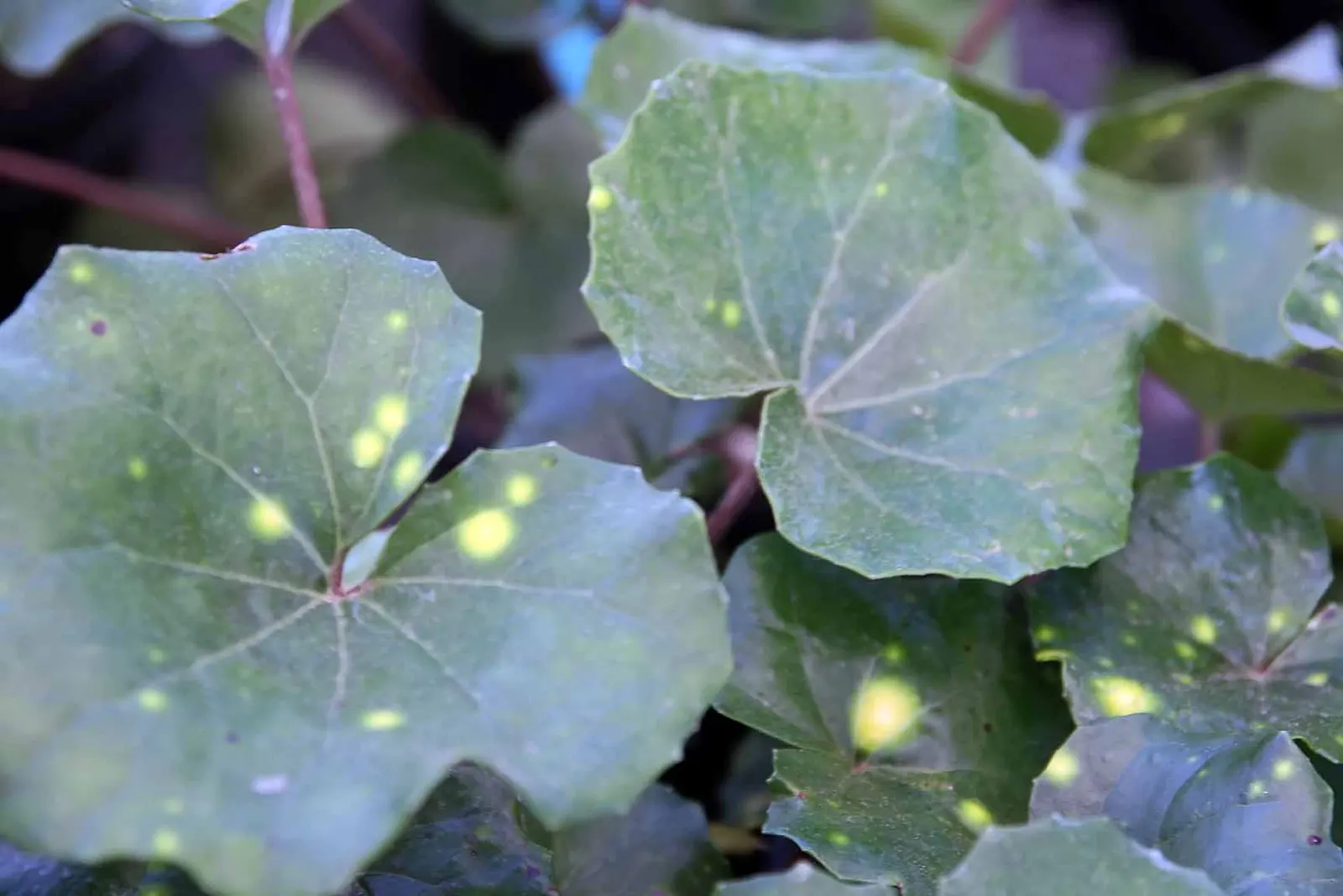 Leopard Plant (Farfugium Japonicum 'Aureo-Maculata') — is a shade-loving perennial valued for its ornamental foliage