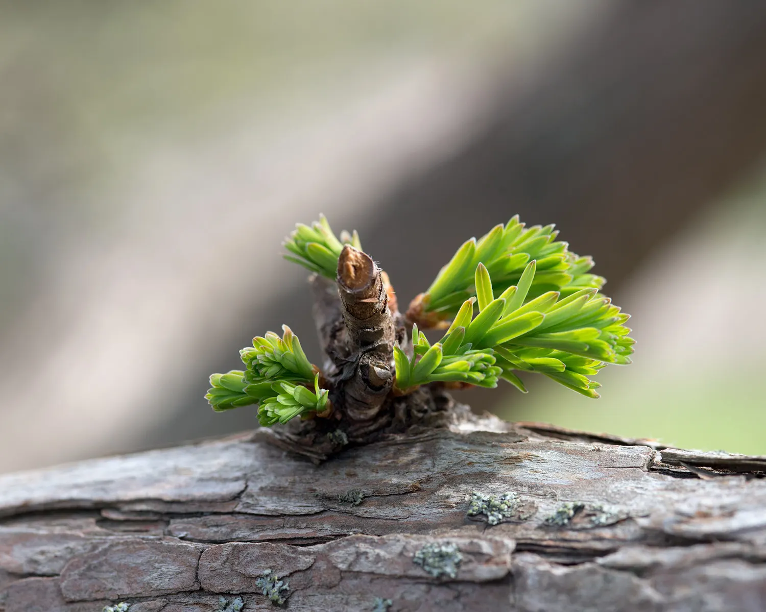 Dawn Redwood (Metasequoia Glyptostroboides) — thus regarded as a "living fossil." This stately species rapidly grows to impressive heights