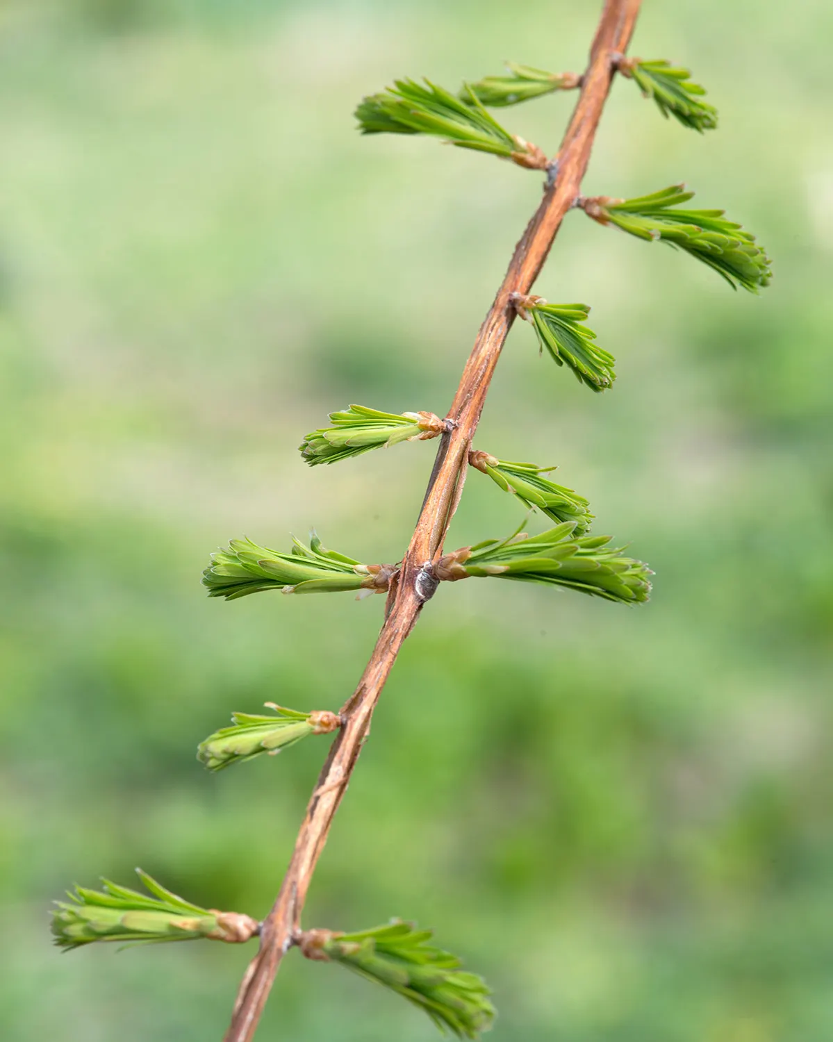 Dawn Redwood (Metasequoia Glyptostroboides) — turning vivid shades of orange-brown before shedding; it was rediscovered in the 1940s in China, image 115
