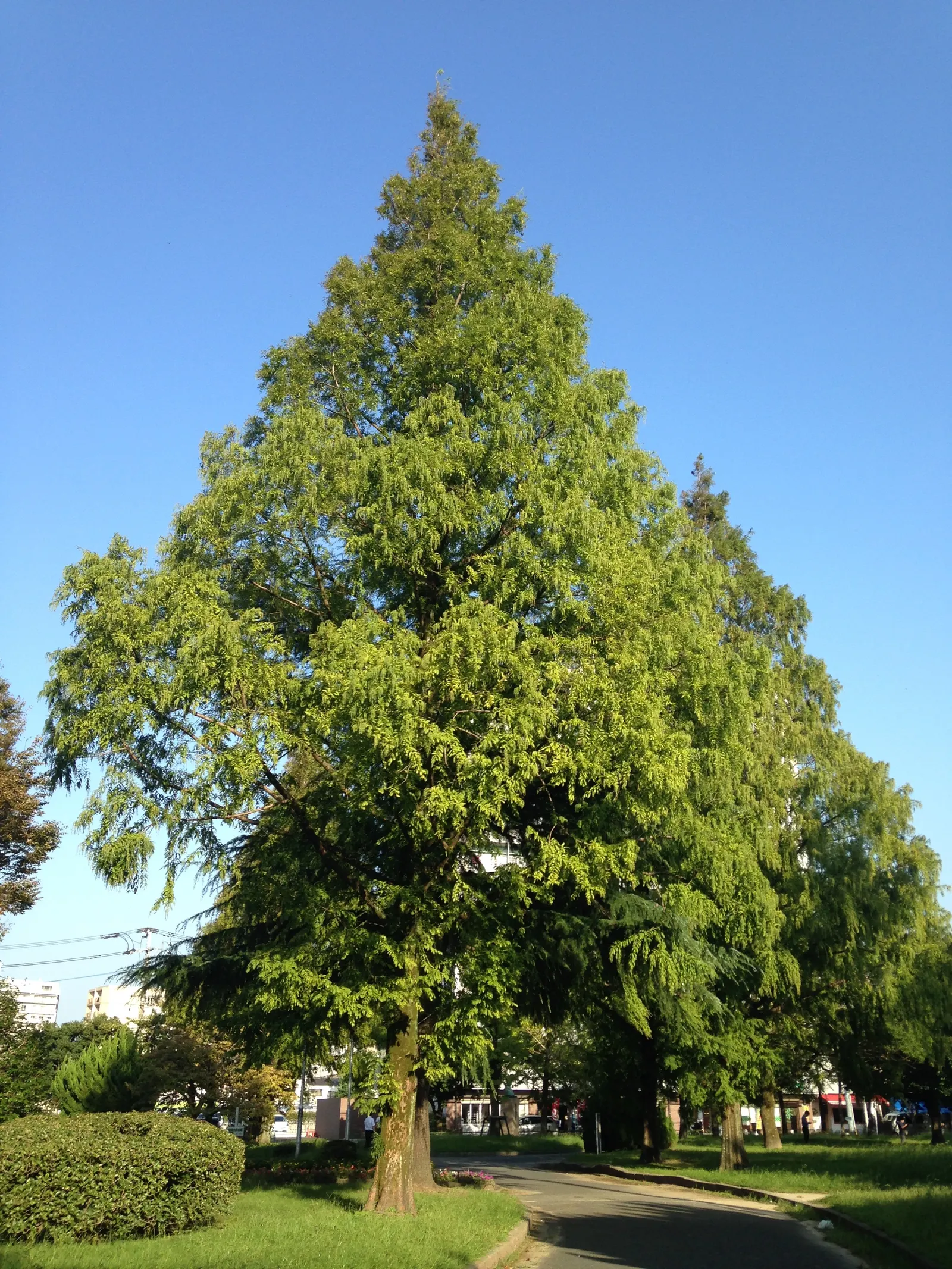 Dawn Redwood (Metasequoia Glyptostroboides) — Esteemed for its pyramidal shape and bright green; thus regarded as a "living fossil." This stately, image 98