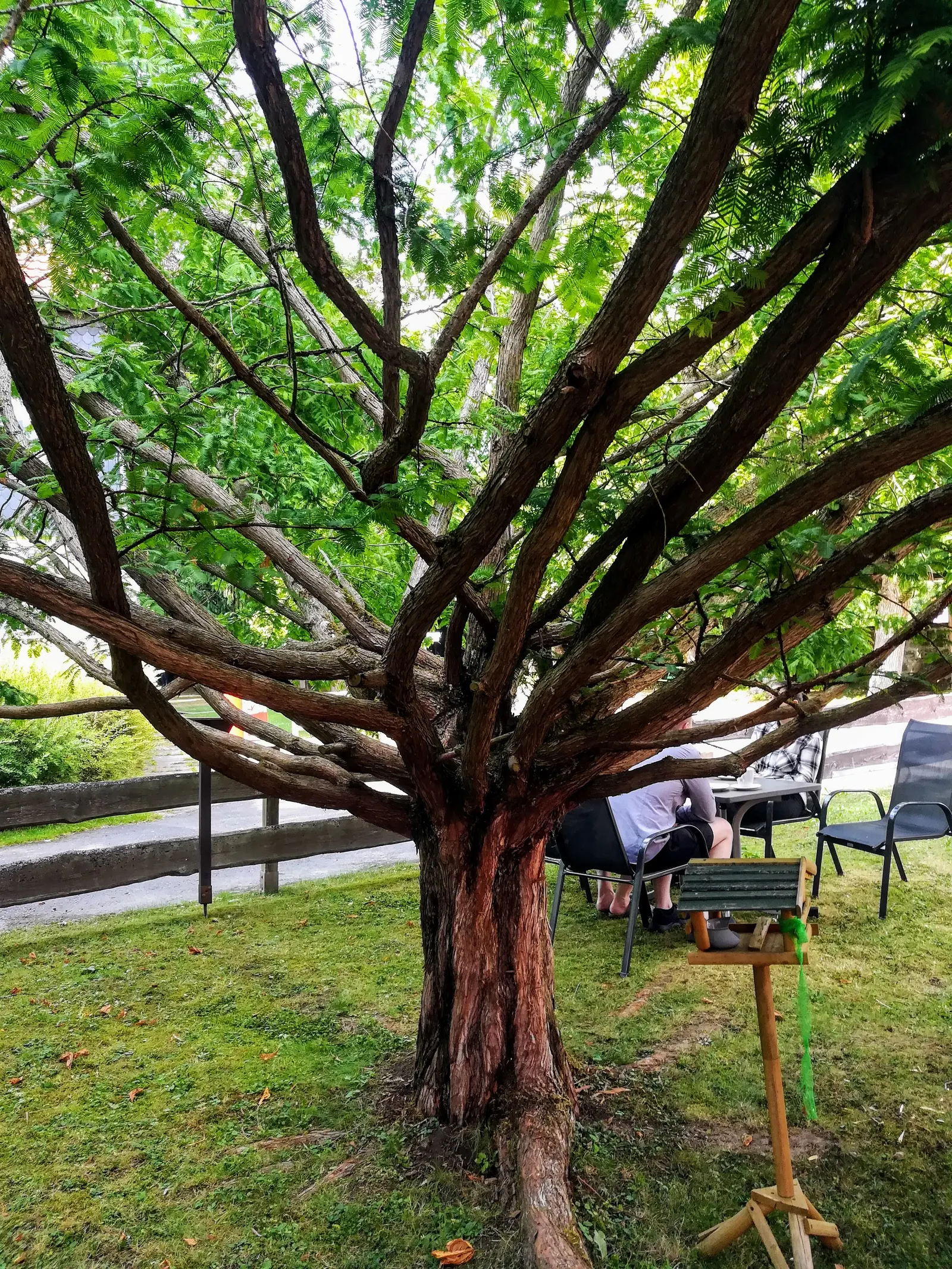 Dawn Redwood (Metasequoia Glyptostroboides) — Given that this tree has a fast growth rate of around 2 to 2.5 feet per year; conifer / tree for full