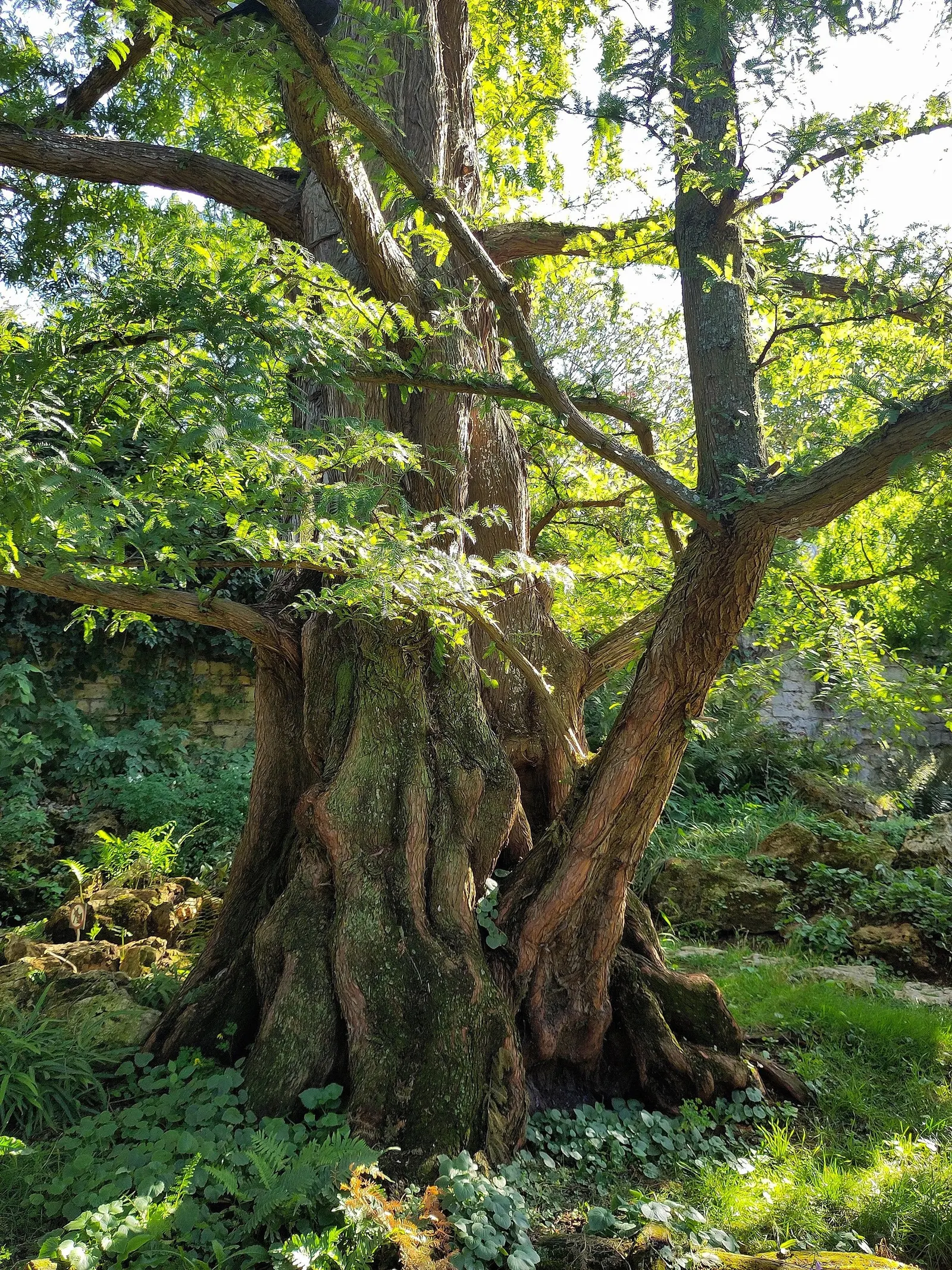 Dawn Redwood (Metasequoia Glyptostroboides) — it was rediscovered in the 1940s in China; turning vivid shades of orange-brown before shedding, image 58