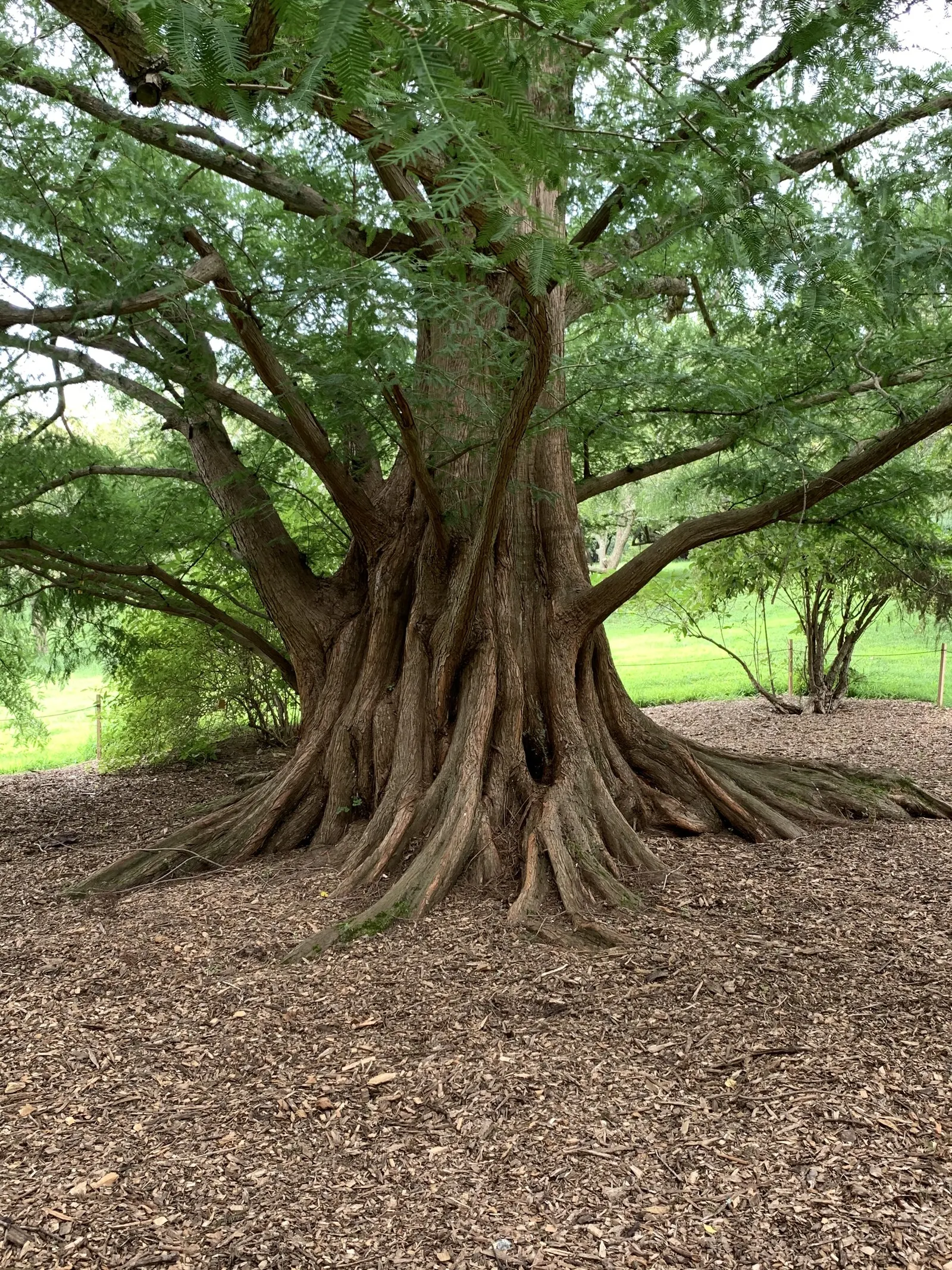 Dawn Redwood (Metasequoia Glyptostroboides) — is a deciduous conifer that reaches up to 100 feet in height with a 25-foot spread; this fast-growing, image 49