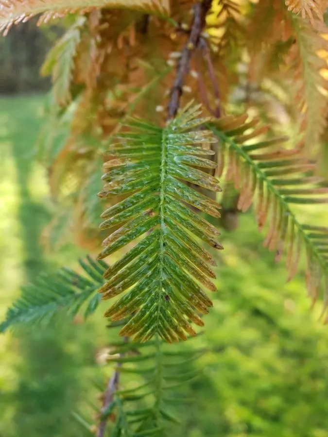 Dawn Redwood (Metasequoia Glyptostroboides) — making it suitable for waterside plantings; the Dawn Redwood thrives in USDA hardiness zones 5, image 64