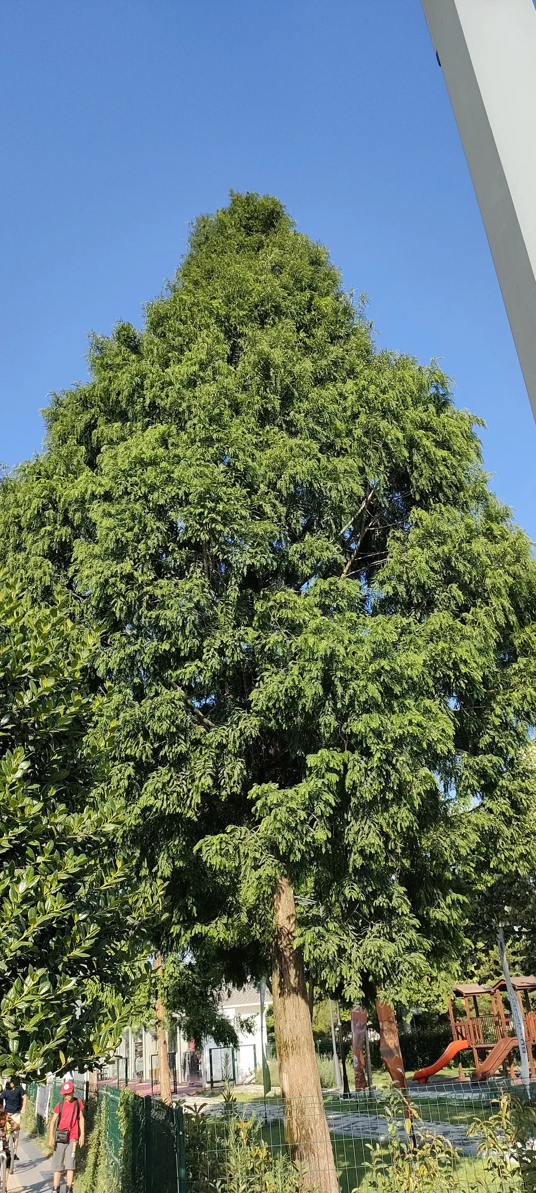 Dawn Redwood (Metasequoia Glyptostroboides) — Esteemed for its pyramidal shape and bright green; thus regarded as a "living fossil." This stately, image 50