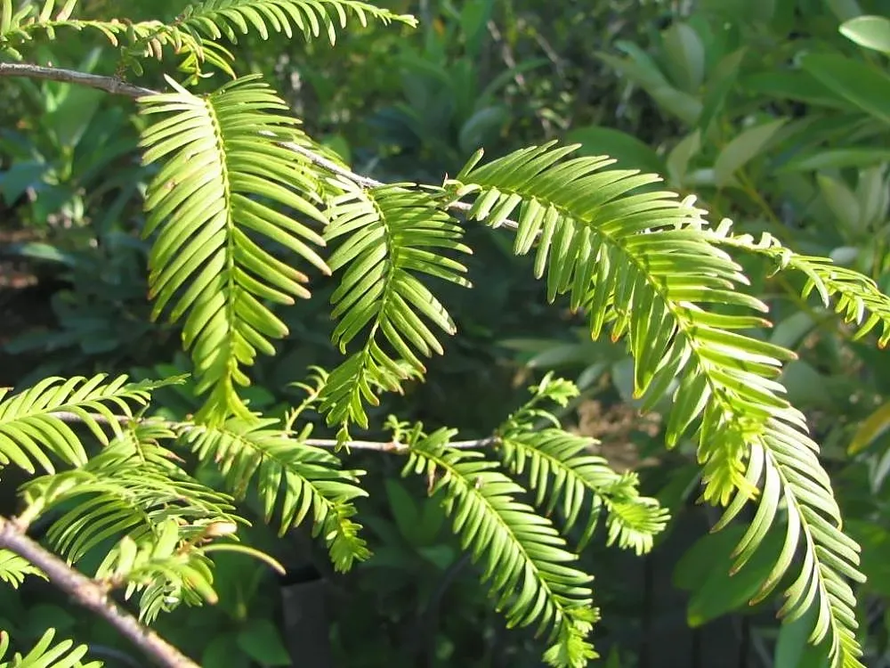 Dawn Redwood (Metasequoia Glyptostroboides) — is a deciduous conifer that reaches up to 100 feet in height with a 25-foot spread; this fast-growing, image 97