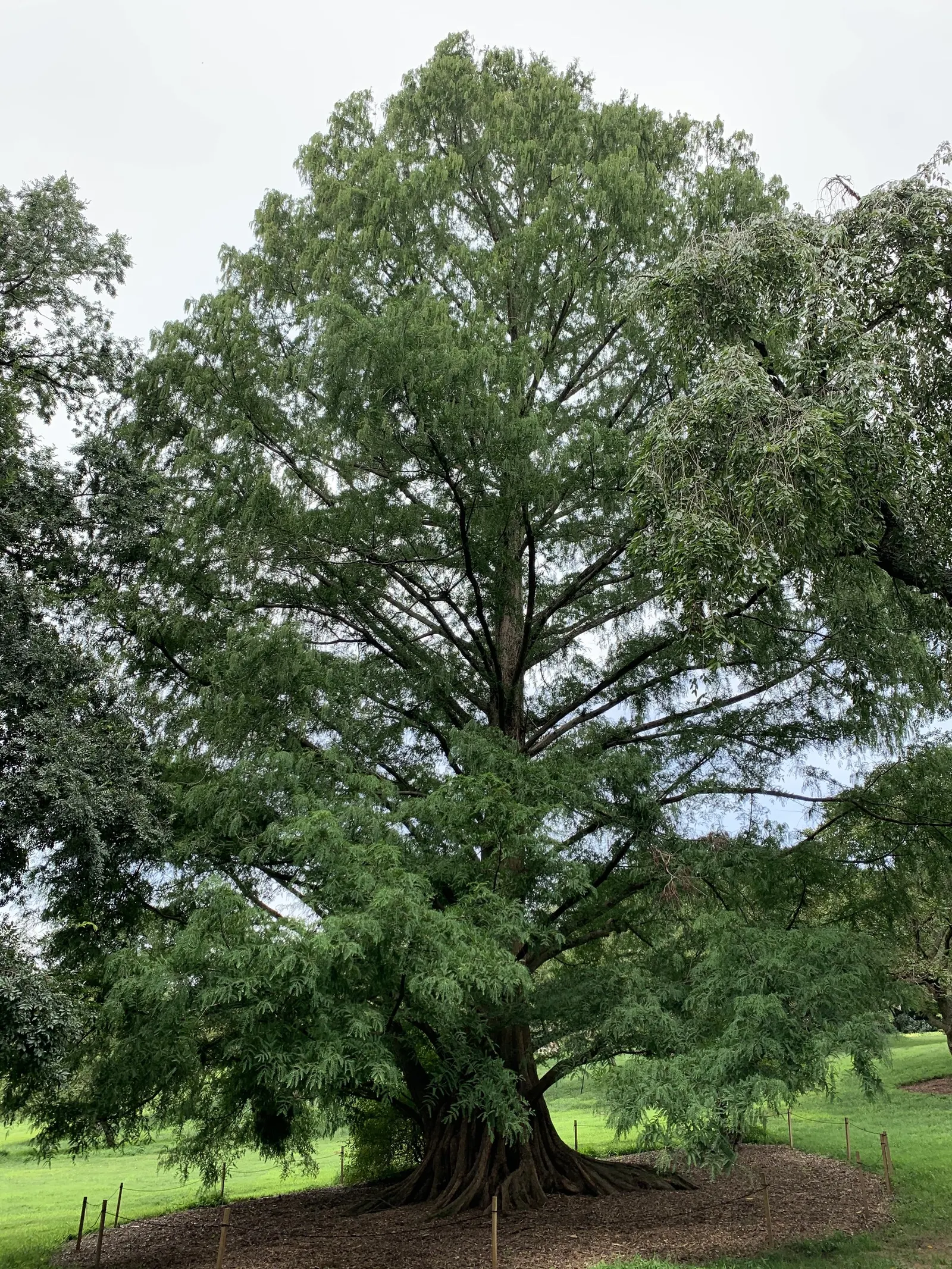 Dawn Redwood (Metasequoia Glyptostroboides) — preferring full sun and moist