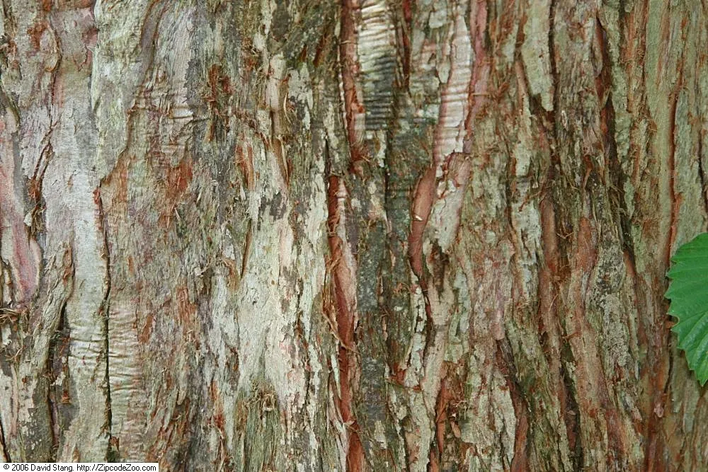 Dawn Redwood (Metasequoia Glyptostroboides) — be sure to allocate ample space for it to reach full maturity