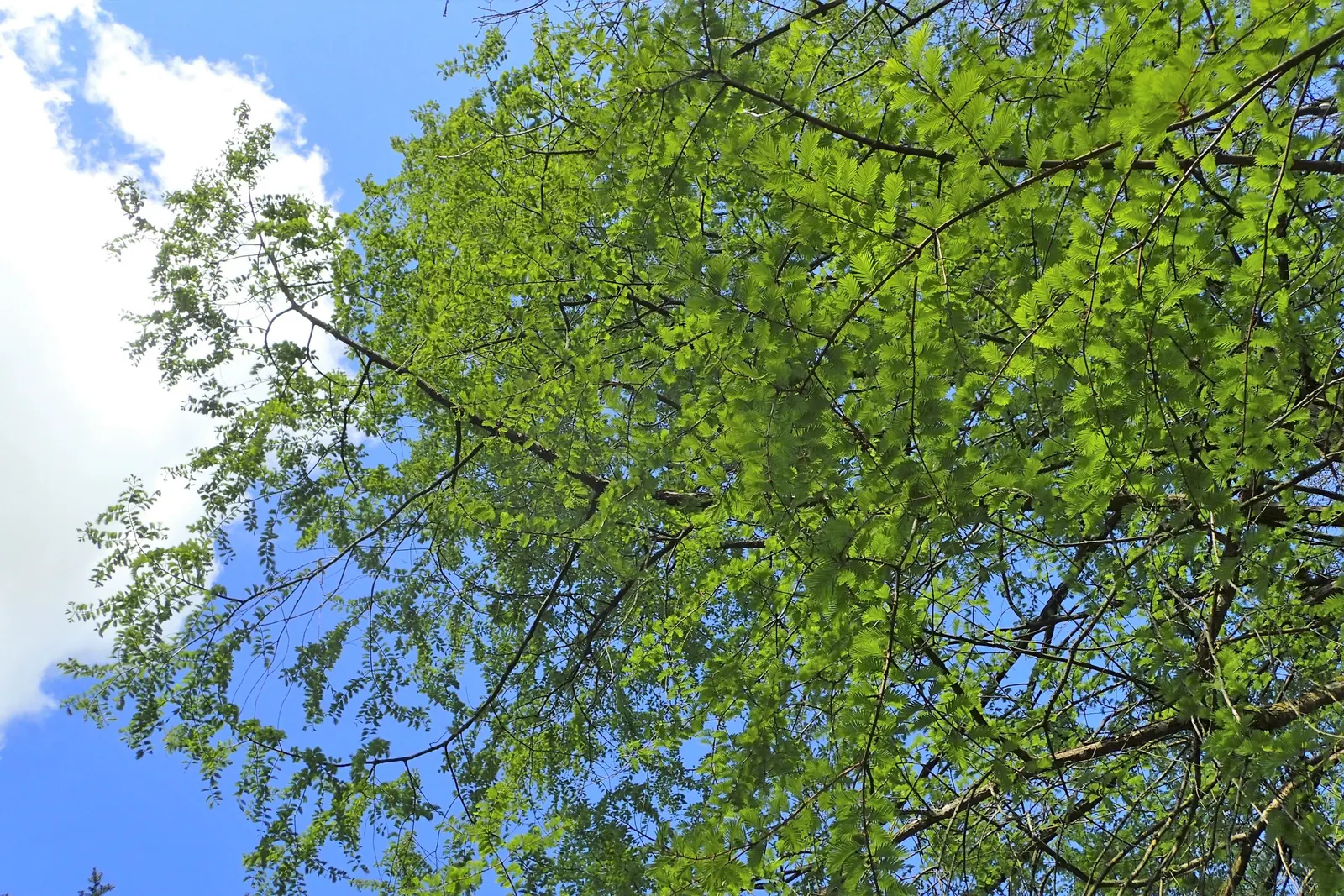 Dawn Redwood (Metasequoia Glyptostroboides) — Originally thought extinct and known only from fossil records; frequently reaching 70 to 100 feet, image 105
