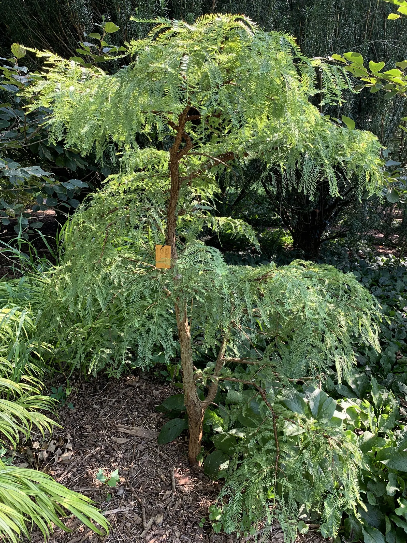 Dawn Redwood (Metasequoia Glyptostroboides) — deep green as the season progresses; which is atypical for conifers