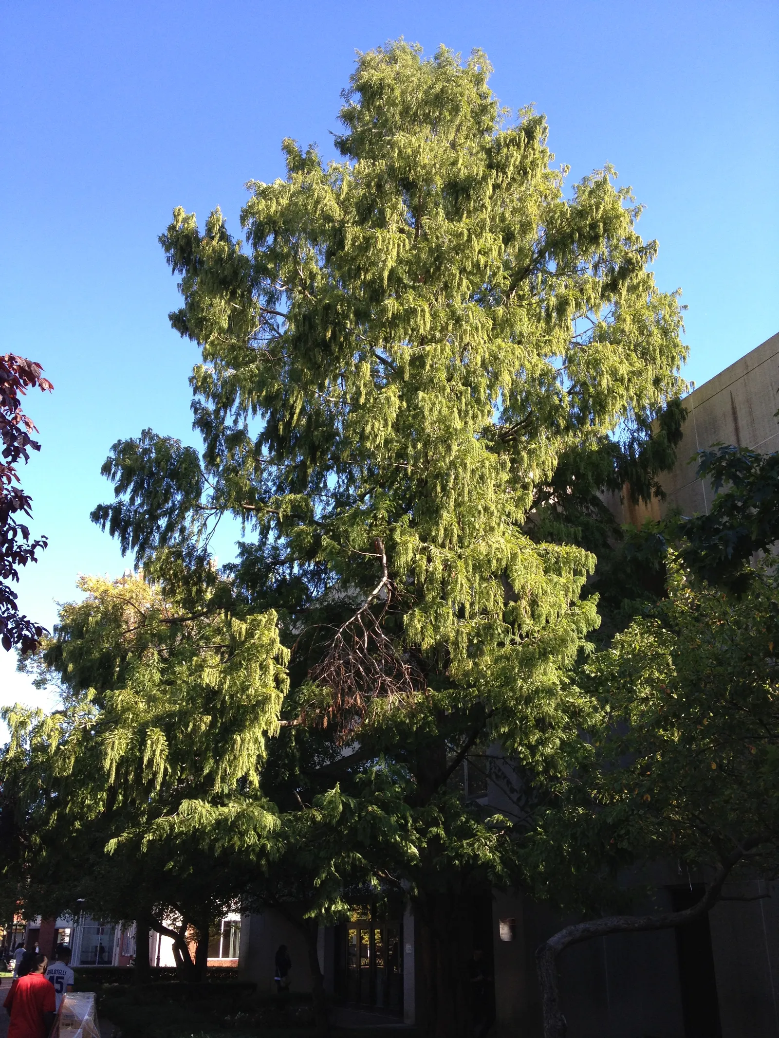 Dawn Redwood (Metasequoia Glyptostroboides) — the foliage offers a stunning display; feathery needles that turn orange-brown in fall