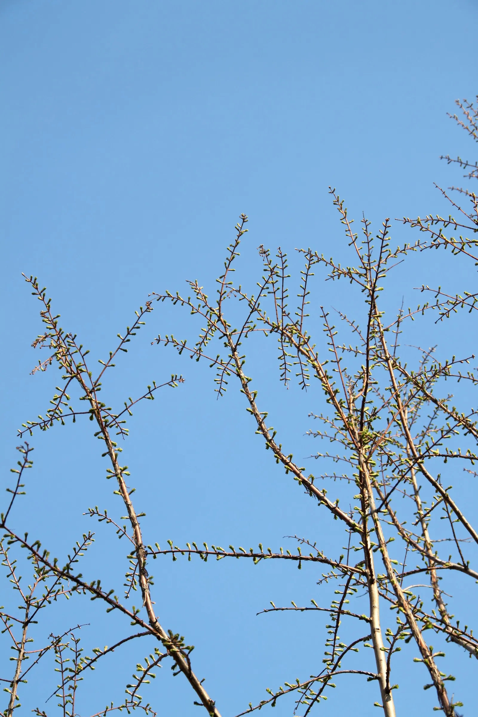 Dawn Redwood (Metasequoia Glyptostroboides) — frequently reaching 70 to 100 feet tall with a 20 to 25 feet widespread; originally thought extinct, image 108