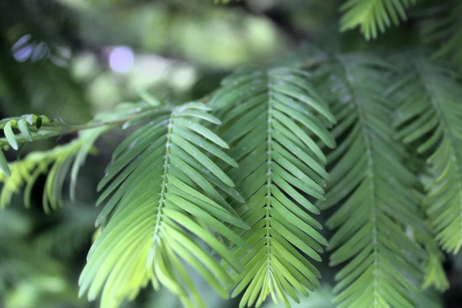 Dawn Redwood (Metasequoia Glyptostroboides) — feathery needles that turn orange-brown in fall; the foliage offers a stunning display, image 75
