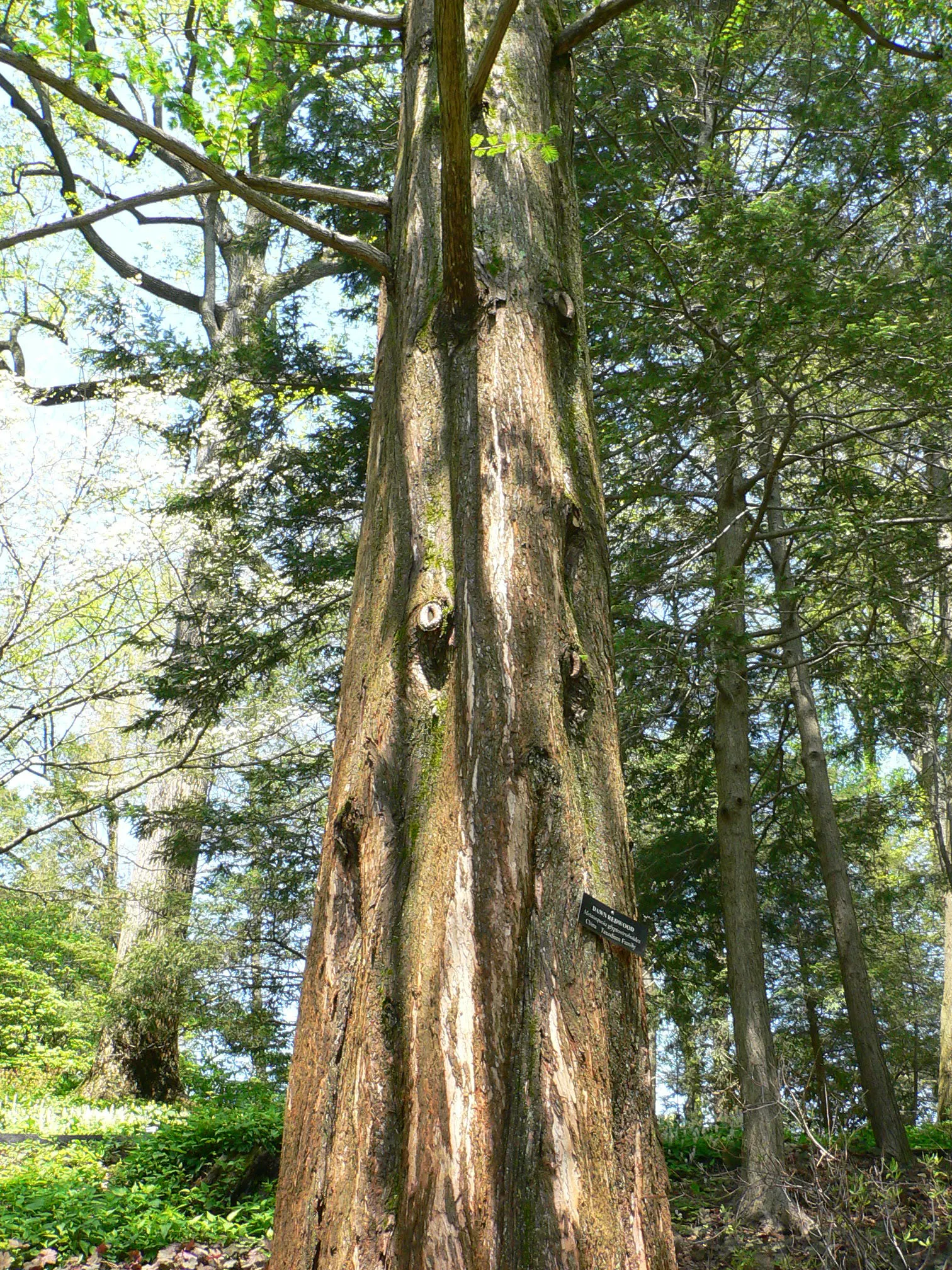 Dawn Redwood (Metasequoia Glyptostroboides) — thus regarded as a "living fossil." This stately species rapidly grows to impressive heights, image 59