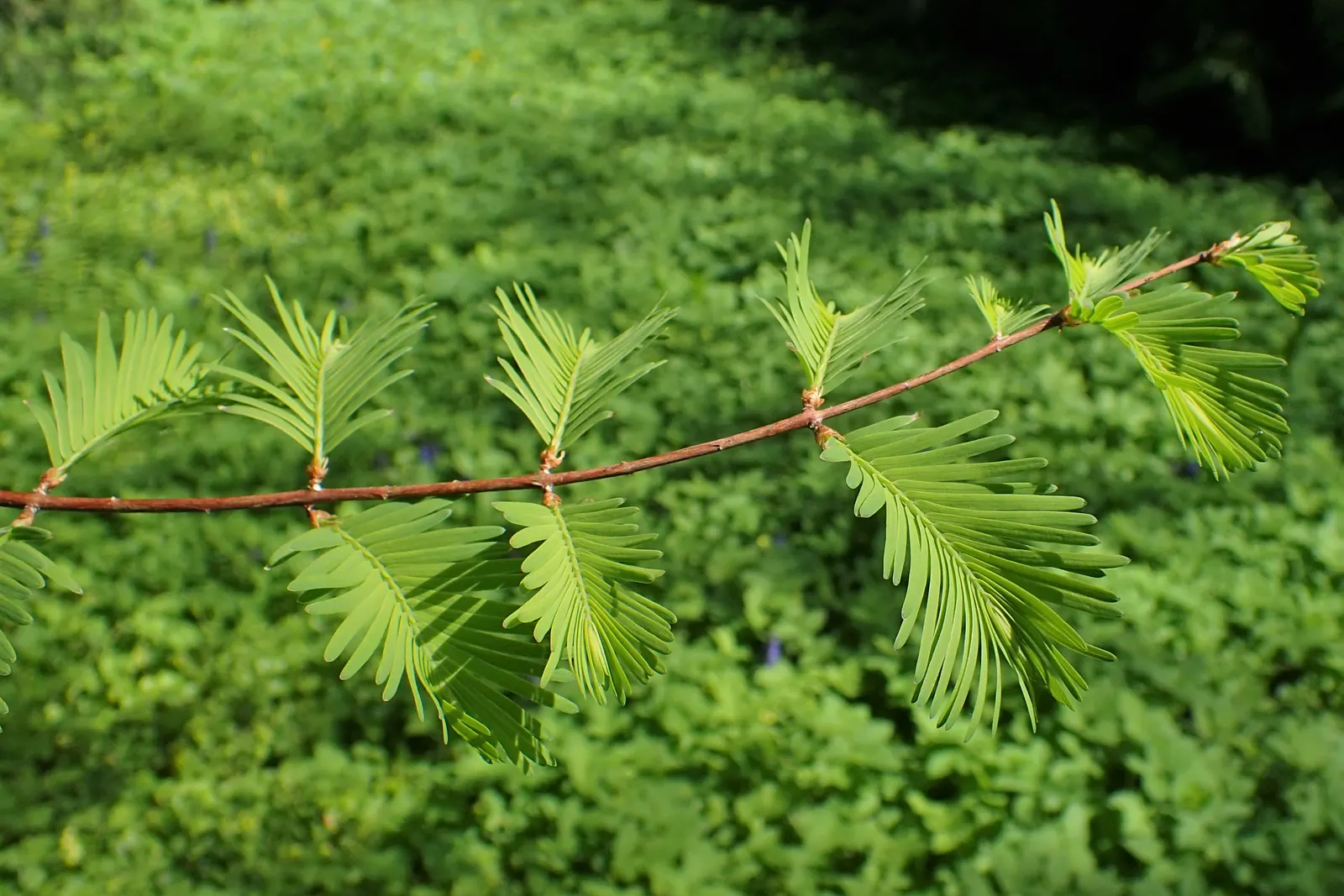 Dawn Redwood (Metasequoia Glyptostroboides) — it was rediscovered in the 1940s in China; turning vivid shades of orange-brown before shedding, image 82