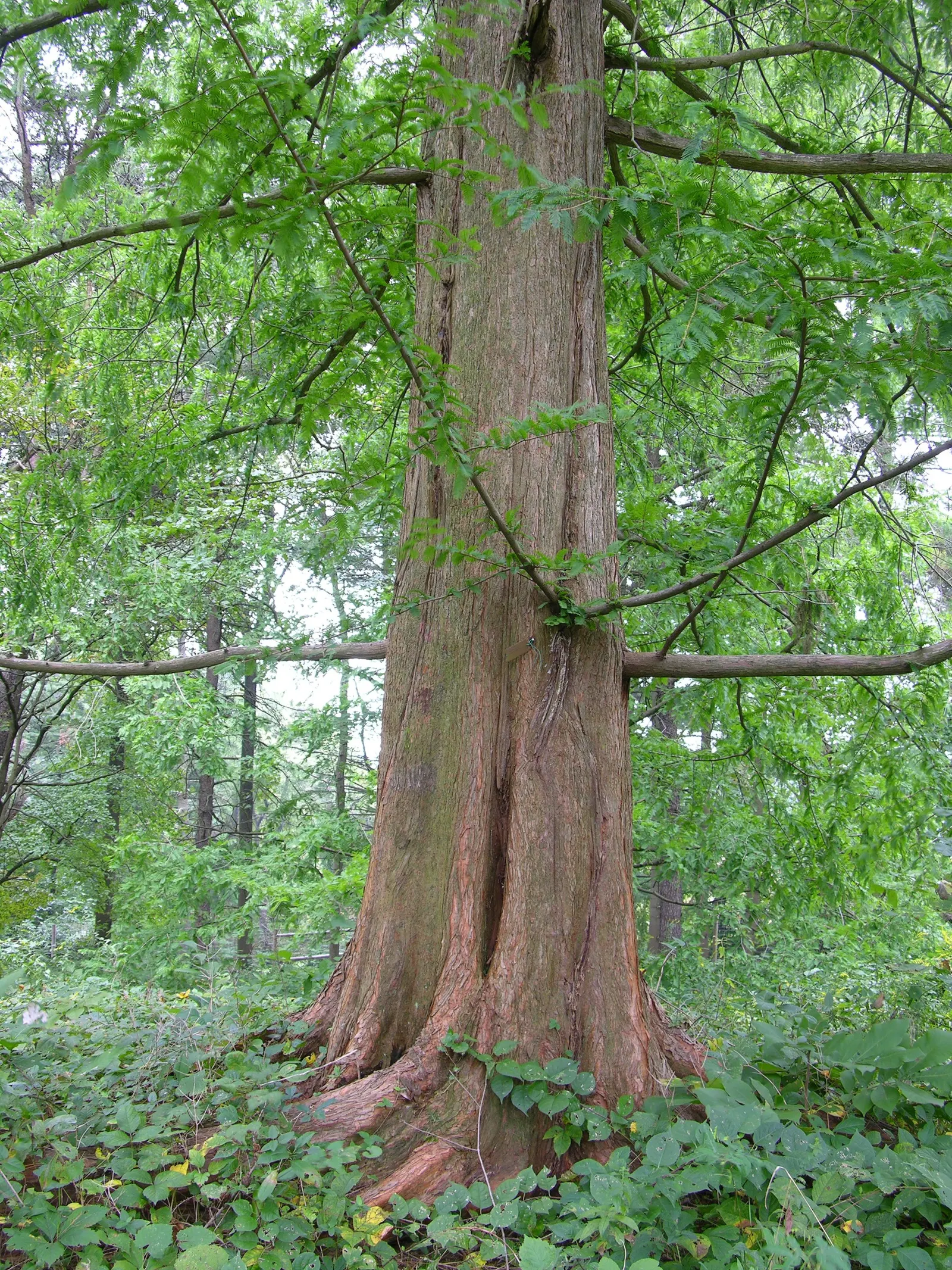Dawn Redwood (Metasequoia Glyptostroboides) — thus regarded as a "living fossil." This stately species rapidly grows to impressive heights; esteemed for its