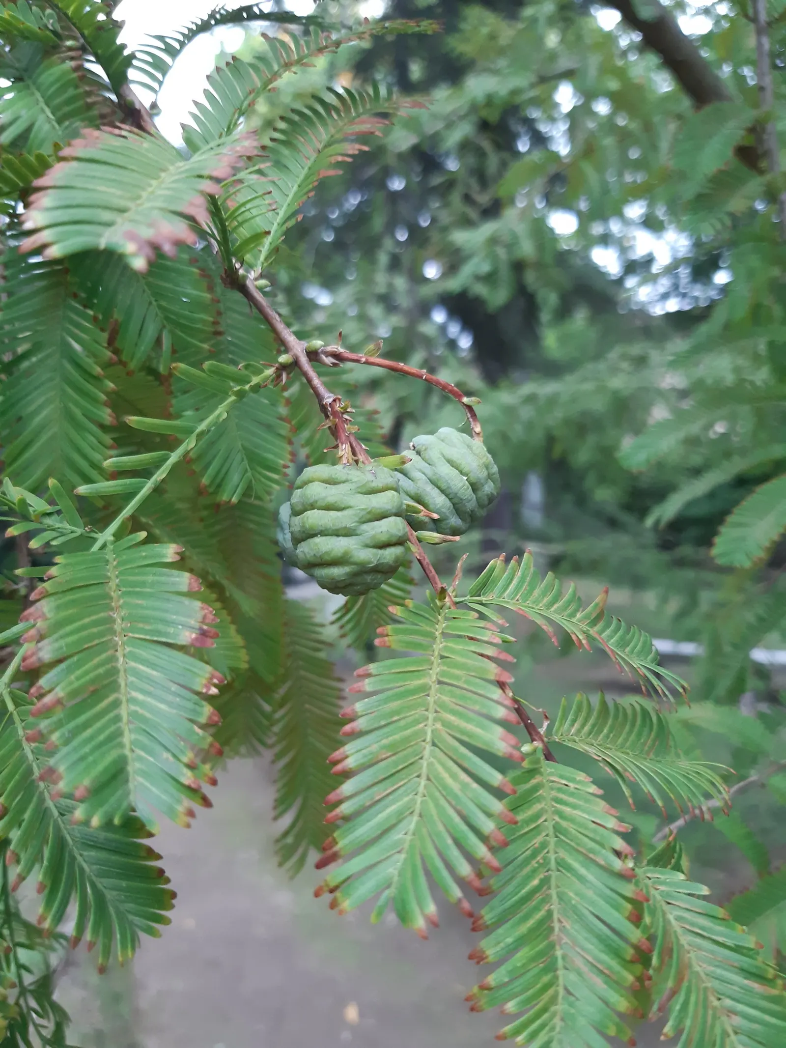 Dawn Redwood (Metasequoia Glyptostroboides) — deep green as the season progresses; which is atypical for conifers, image 89