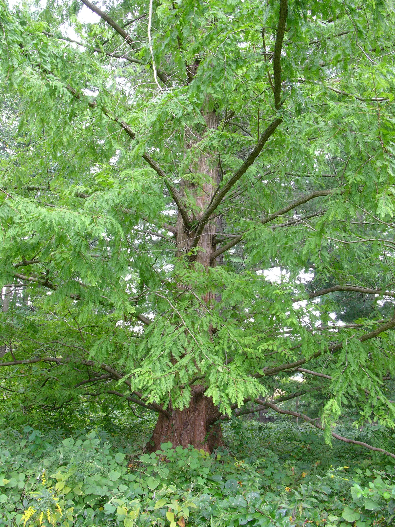 Dawn Redwood (Metasequoia Glyptostroboides) — Its majestic stature and history as a living fossil make it a focal point in any landscape