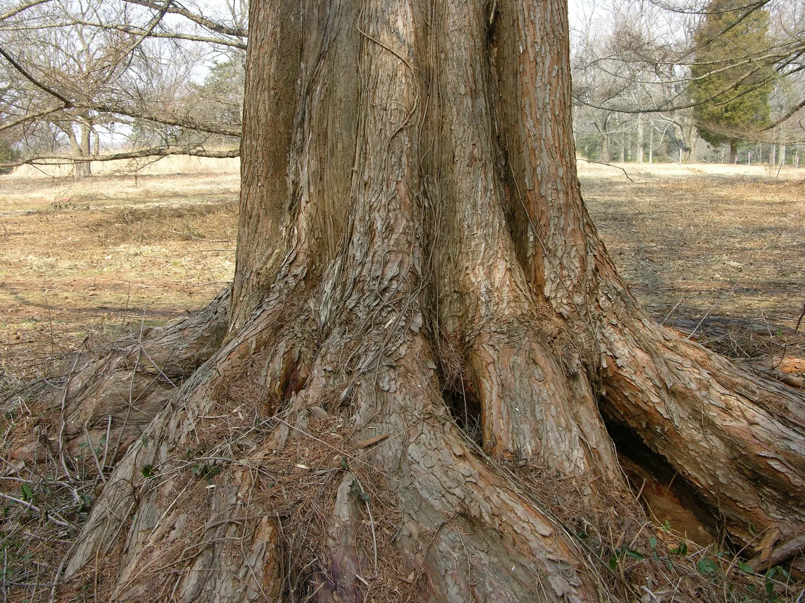 Dawn Redwood (Metasequoia Glyptostroboides) — which is atypical for conifers