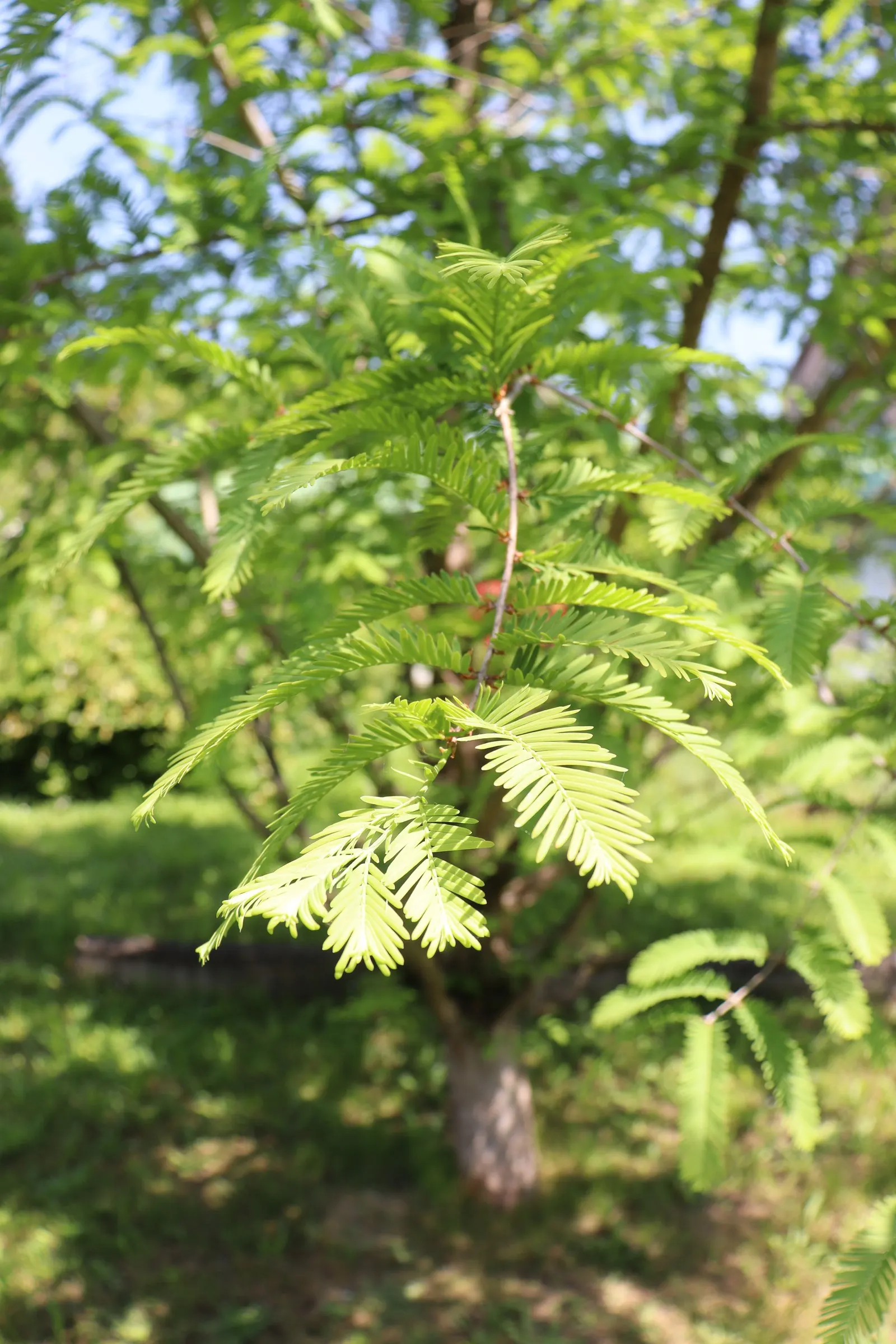 Dawn Redwood (Metasequoia Glyptostroboides) — preferring full sun and moist; fern-like foliage and storied history