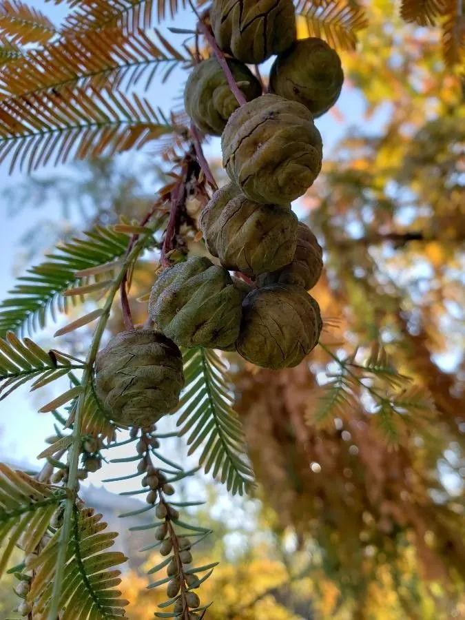 Dawn Redwood (Metasequoia Glyptostroboides) — conifer / tree for full; given that this tree has a fast growth rate of around 2 to 2.5 feet per year, image 72