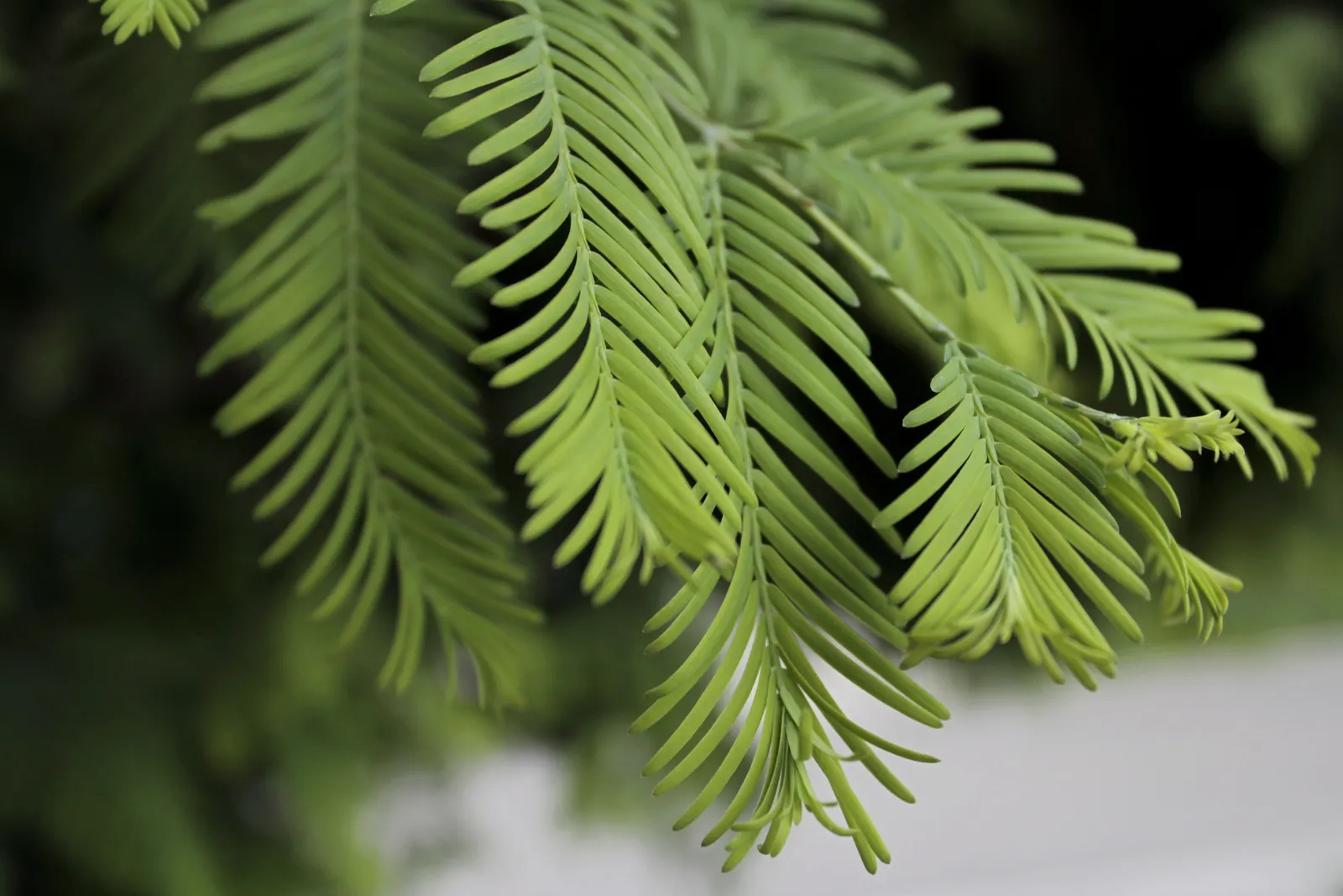 Dawn Redwood (Metasequoia Glyptostroboides) — the foliage offers a stunning display; feathery needles that turn orange-brown in fall, image 66