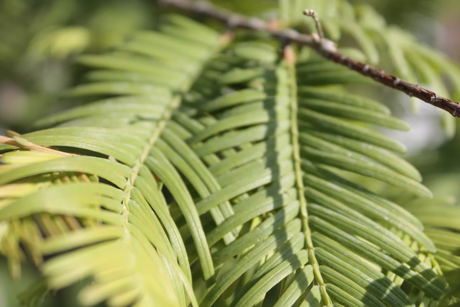Dawn Redwood (Metasequoia Glyptostroboides) — providing a heritage quality to the landscape; the tree should be planted in full sun to partial, image 71