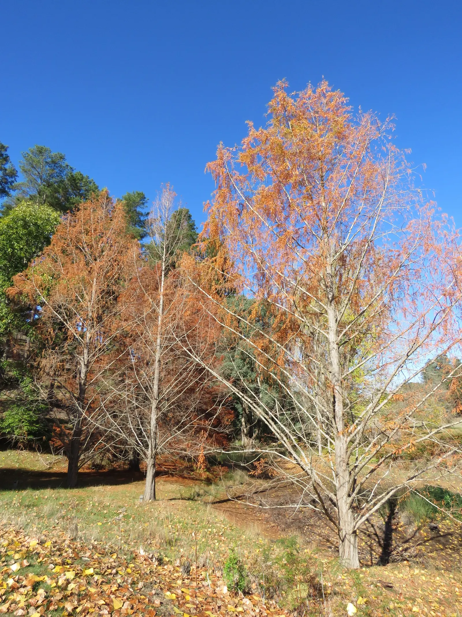 Dawn Redwood (Metasequoia Glyptostroboides) — frequently reaching 70 to 100 feet tall with a 20 to 25 feet widespread; originally thought extinct, image 84