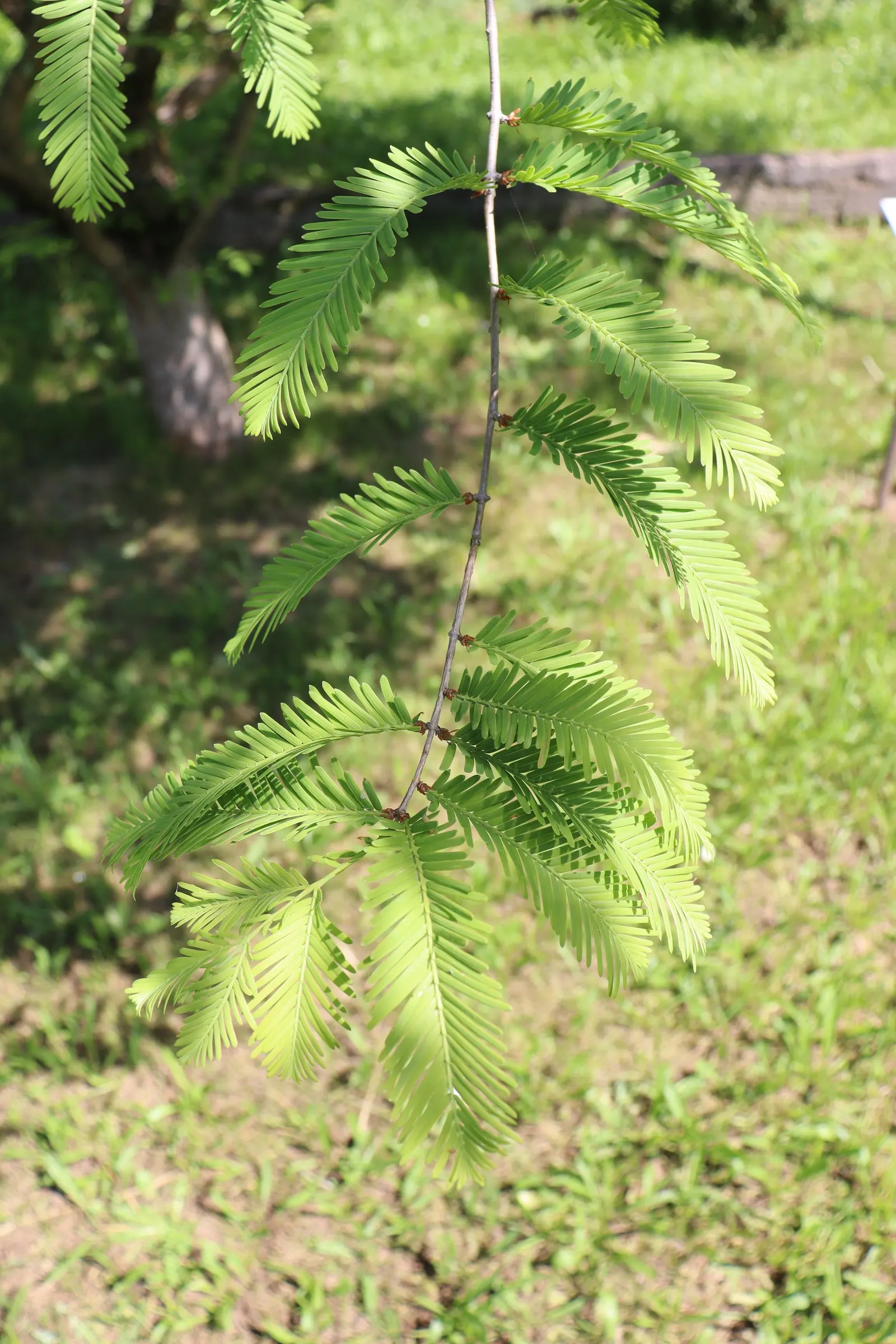 Dawn Redwood (Metasequoia Glyptostroboides) — it was rediscovered in the 1940s in China; turning vivid shades of orange-brown before shedding