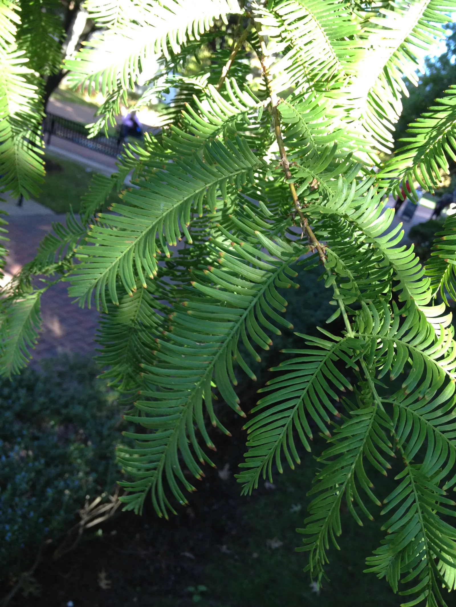 Dawn Redwood (Metasequoia Glyptostroboides) — feathery needles that turn orange-brown in fall; the foliage offers a stunning display, image 99
