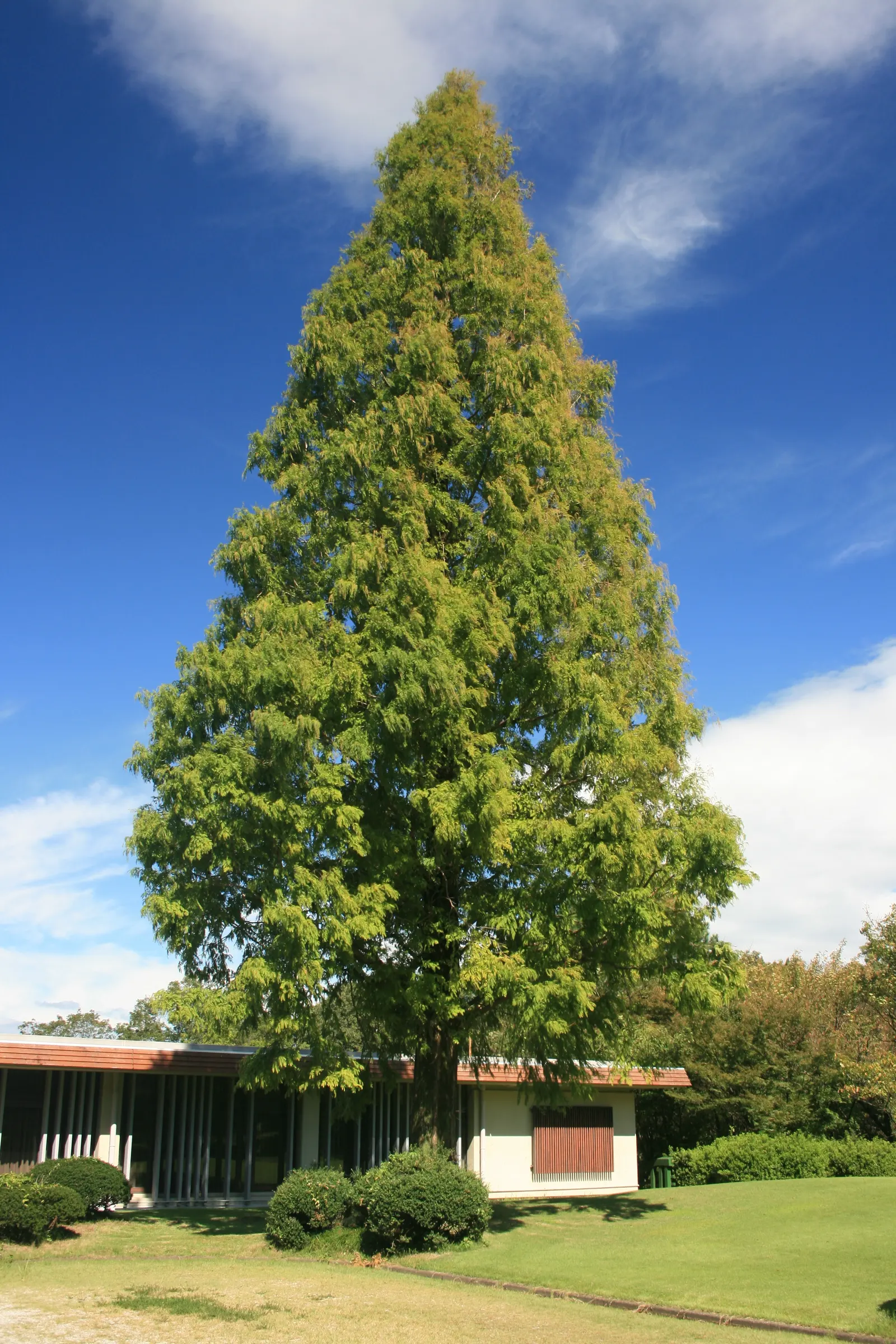 Dawn Redwood (Metasequoia Glyptostroboides) — deciduous conifer renowned for its beautiful