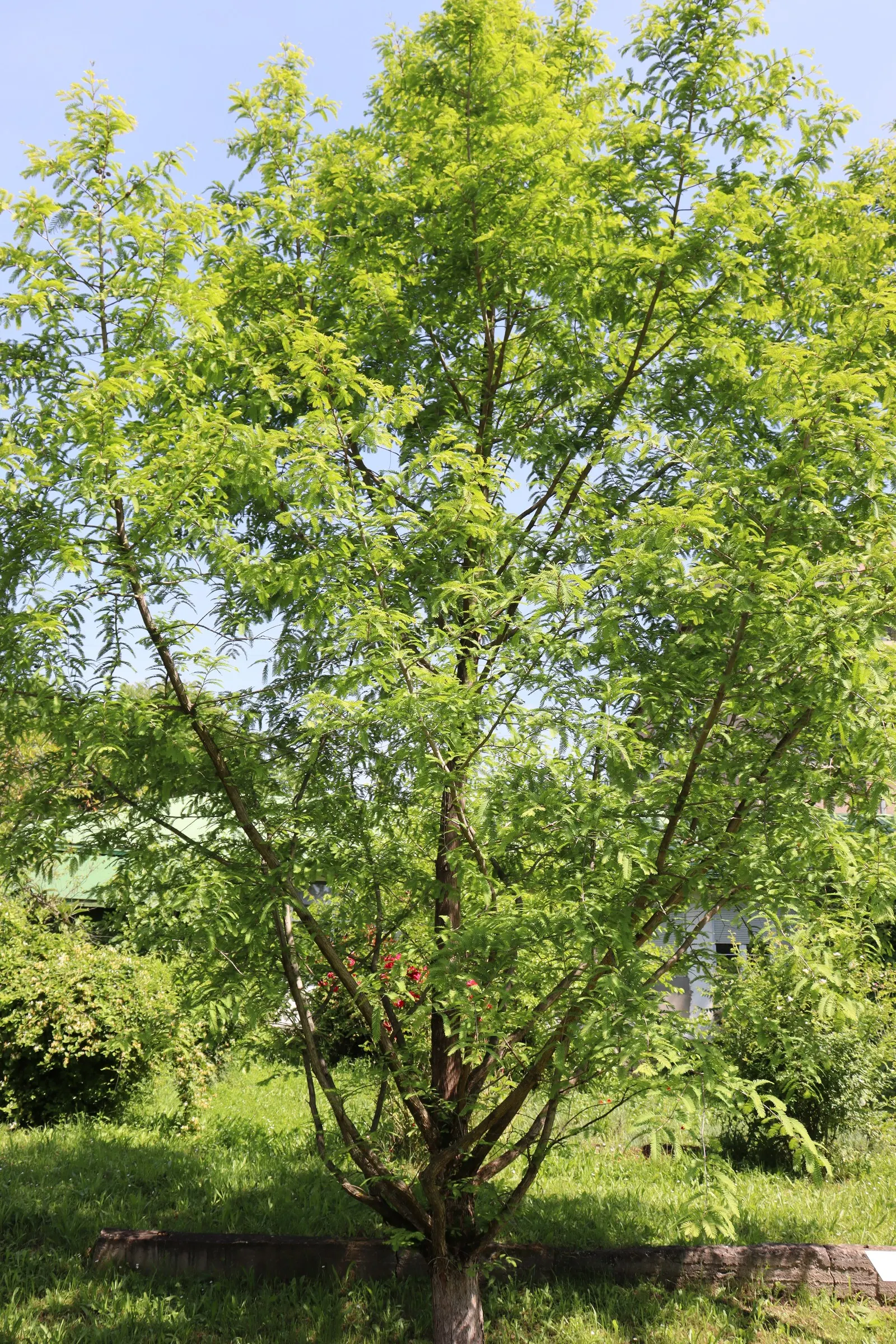Dawn Redwood (Metasequoia Glyptostroboides) — frequently reaching 70 to 100 feet tall with a 20 to 25 feet widespread; originally thought extinct, image 60