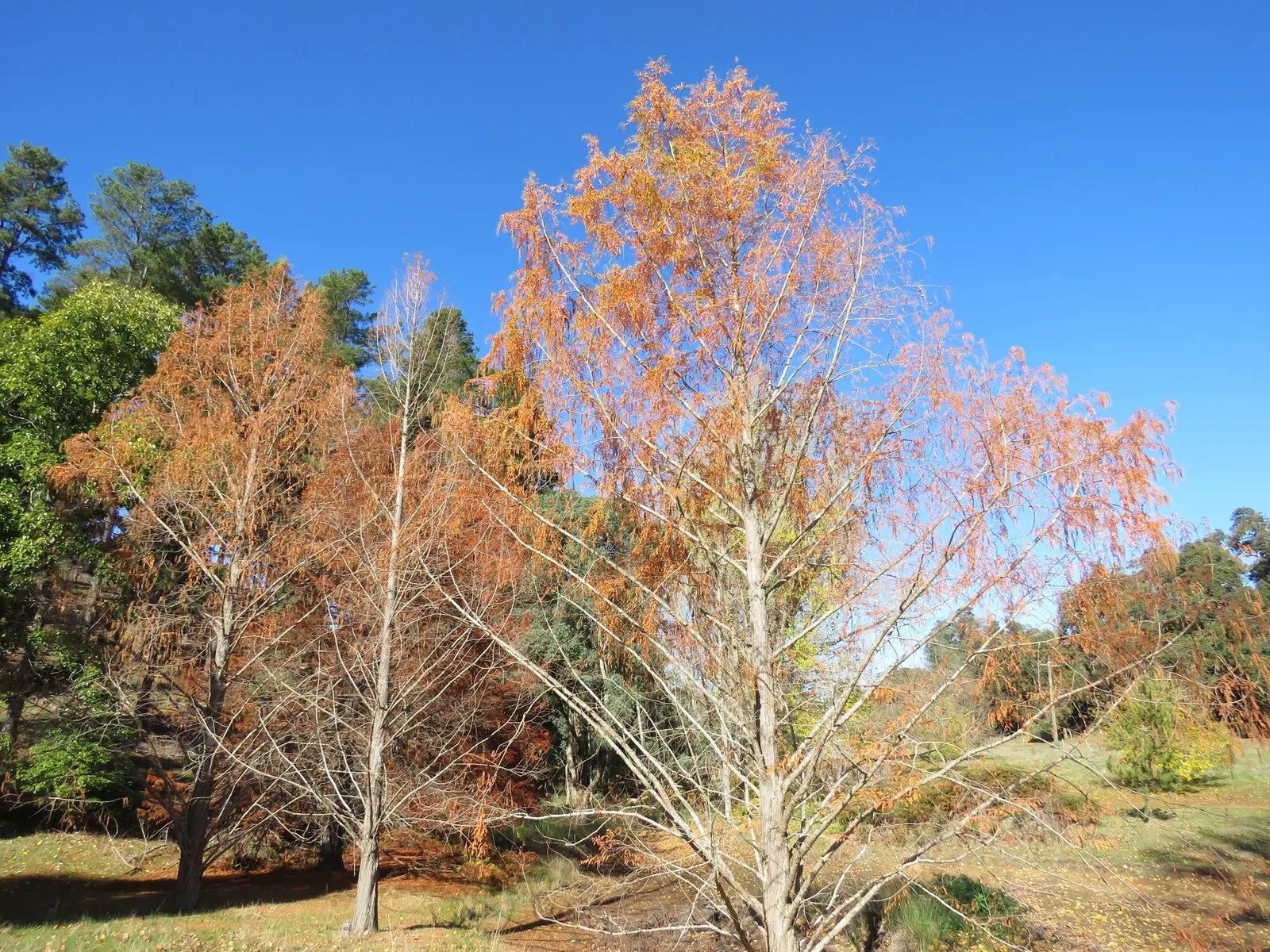 Dawn Redwood (Metasequoia Glyptostroboides) — well-drained soil; it tolerates wet conditions better than most conifers; its majestic stature and, image 87