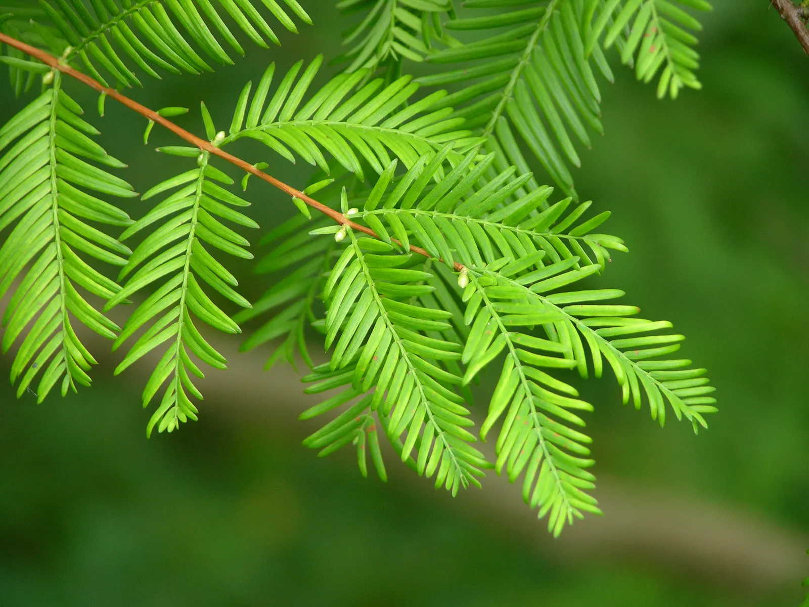 Dawn Redwood (Metasequoia Glyptostroboides) — feathery needles that turn orange-brown in fall