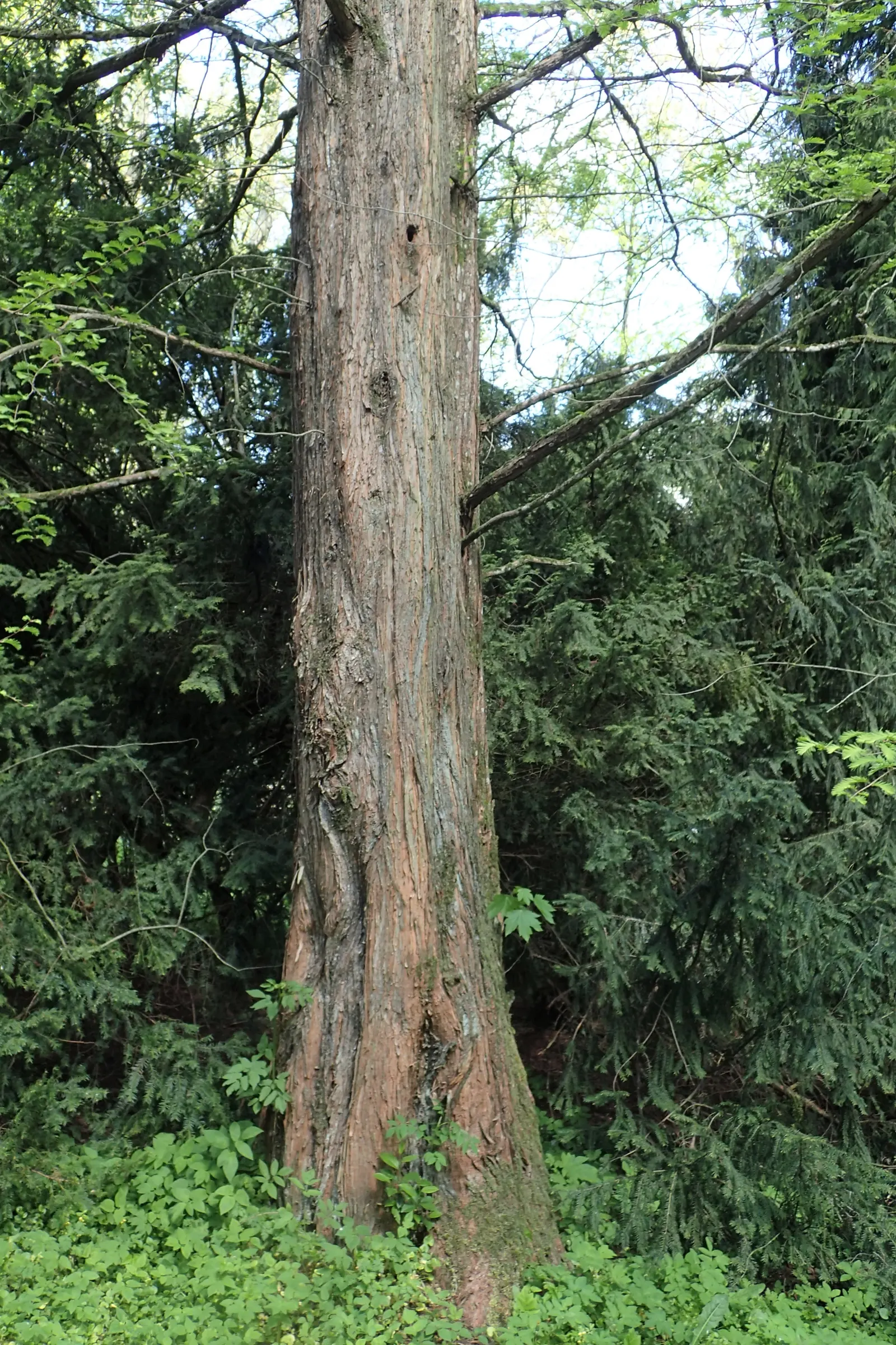 Dawn Redwood (Metasequoia Glyptostroboides) — preferring full sun and moist; fern-like foliage and storied history, image 77